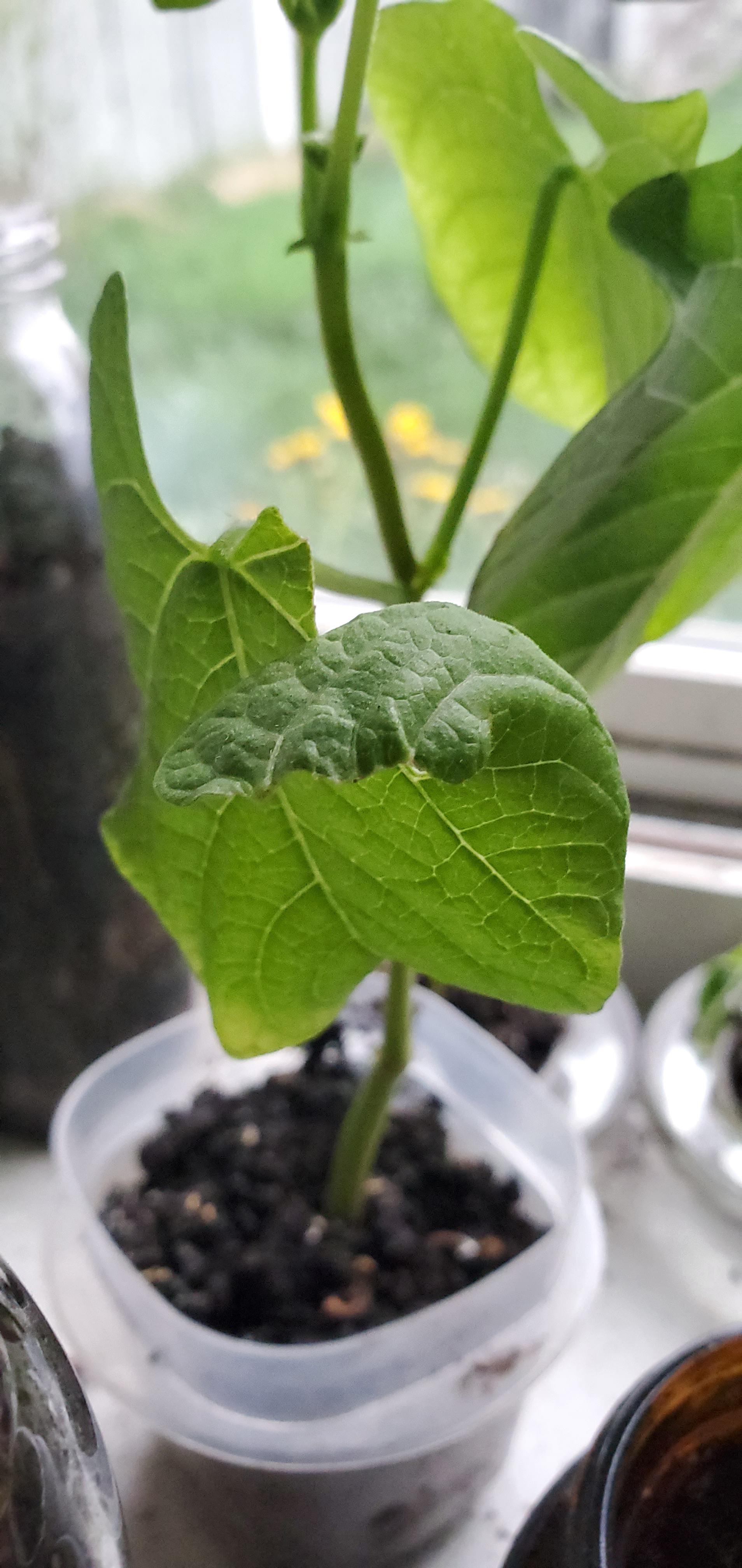 My bean plant's leaves keep tearing themselfs apart, how do I prevent