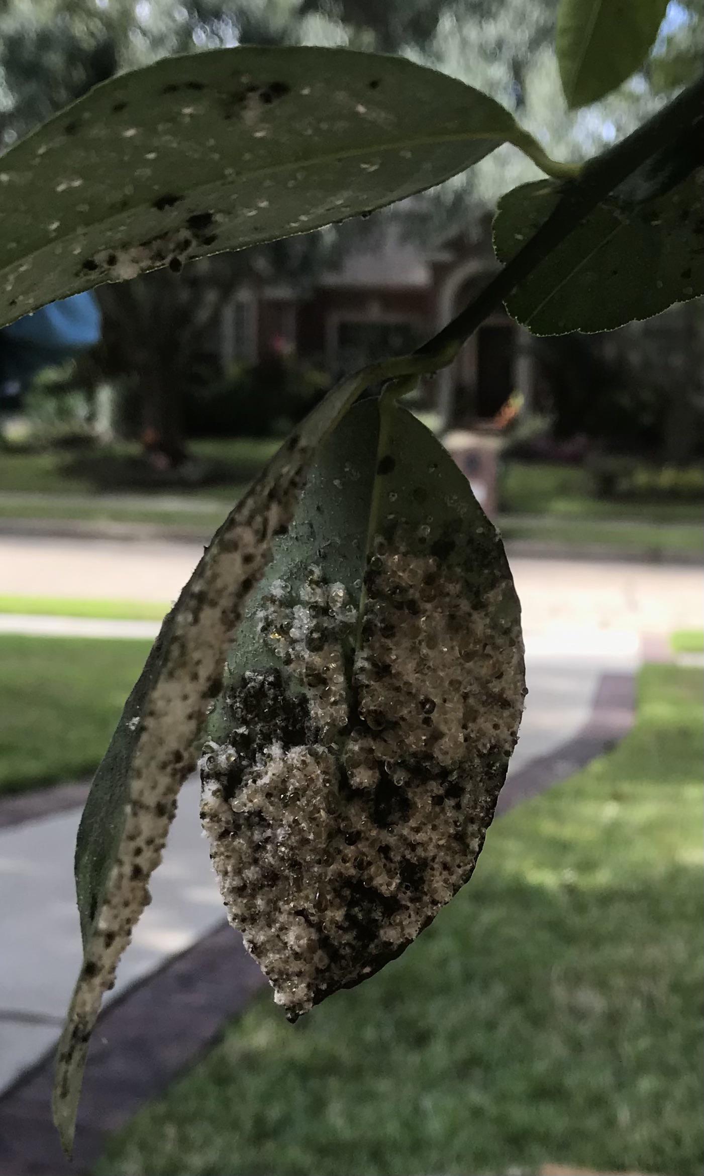 Meyer Lemon Issue Bugs? Fungi? Citrus