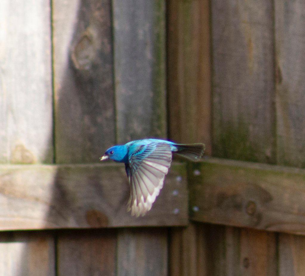 Indigo Bunting Flying