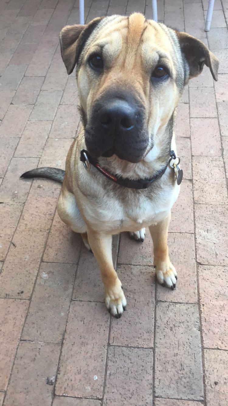 Everyone, meet Henri. I was told he’s a sharpei x Labrador retriever x