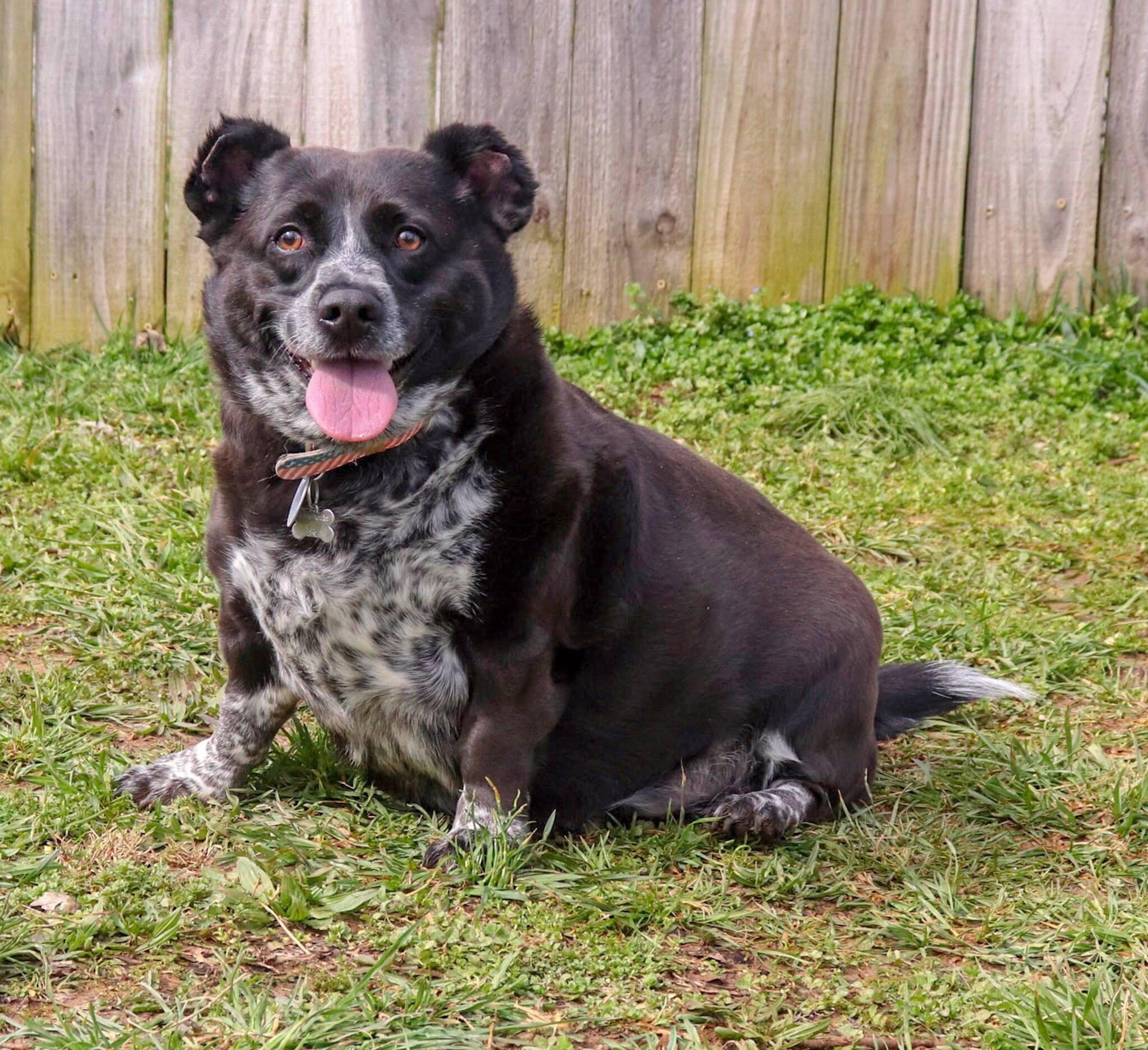 Chonk (blue heeler +