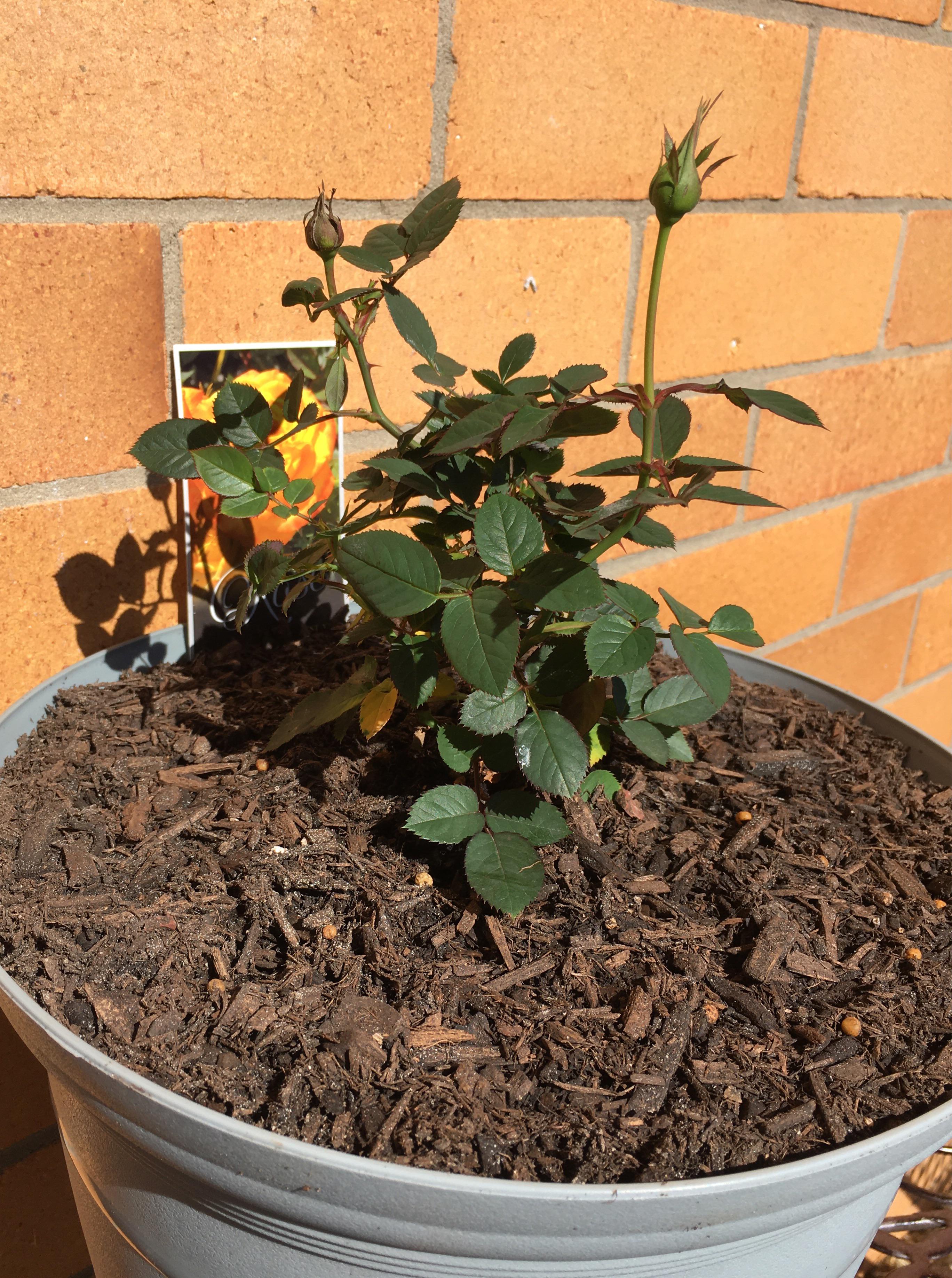 My new miniature rose bush. r/BDSMnot4newbies