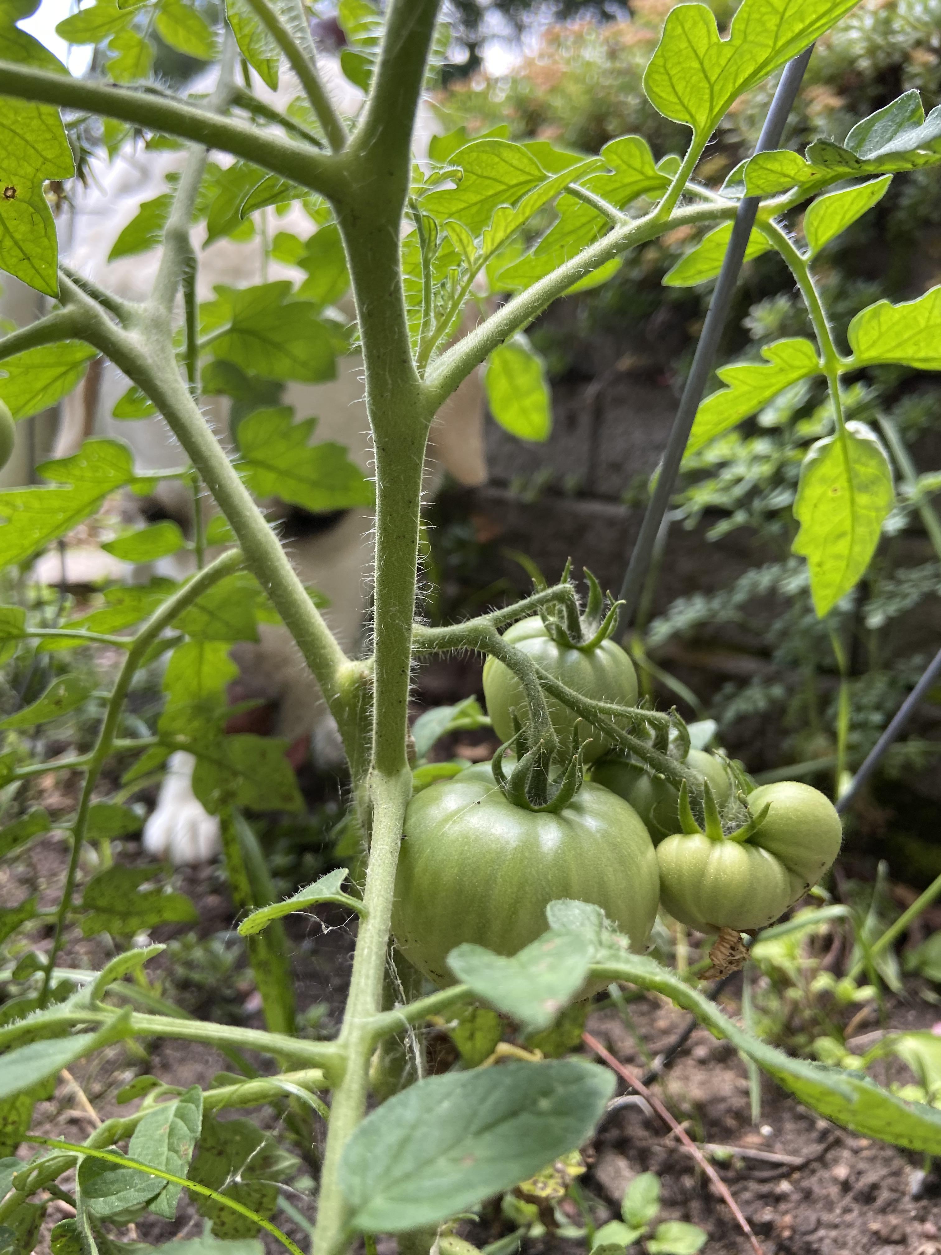Baby tomatoes 🍅 so many and I could not be happier r/vegetablegardening