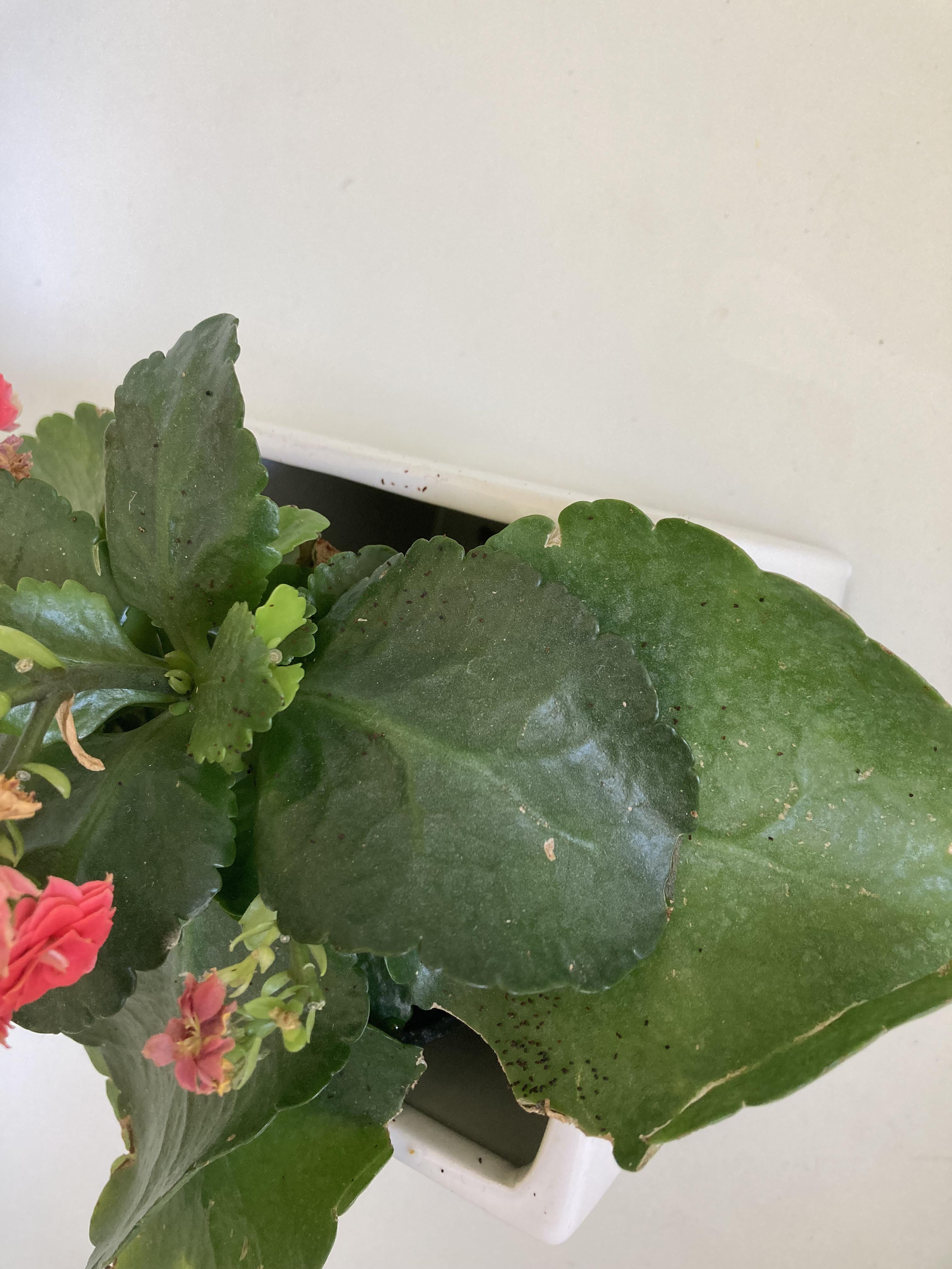 What are these black specks?! r/plantclinic