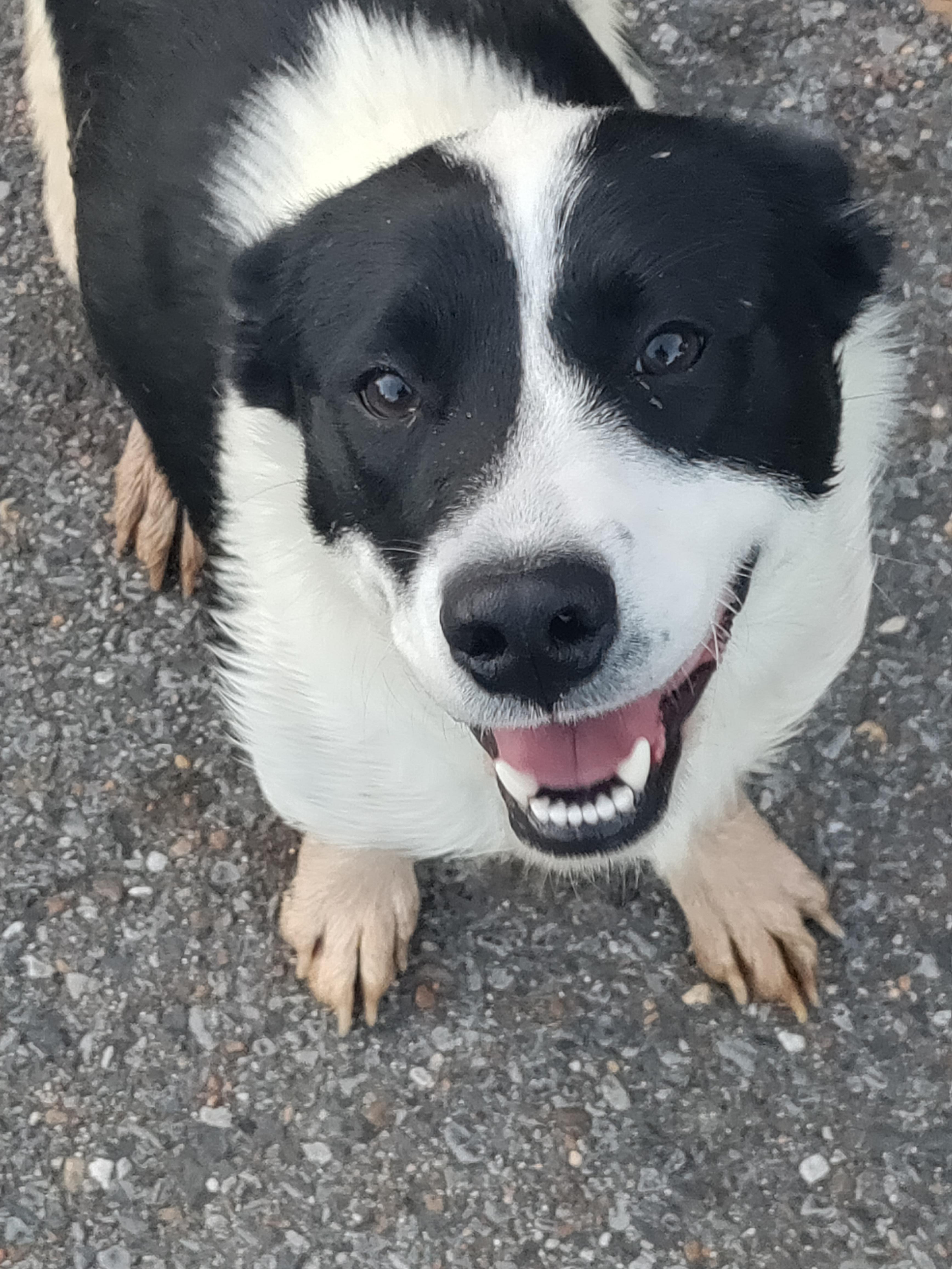 My dog and her muddy paws. r/aww