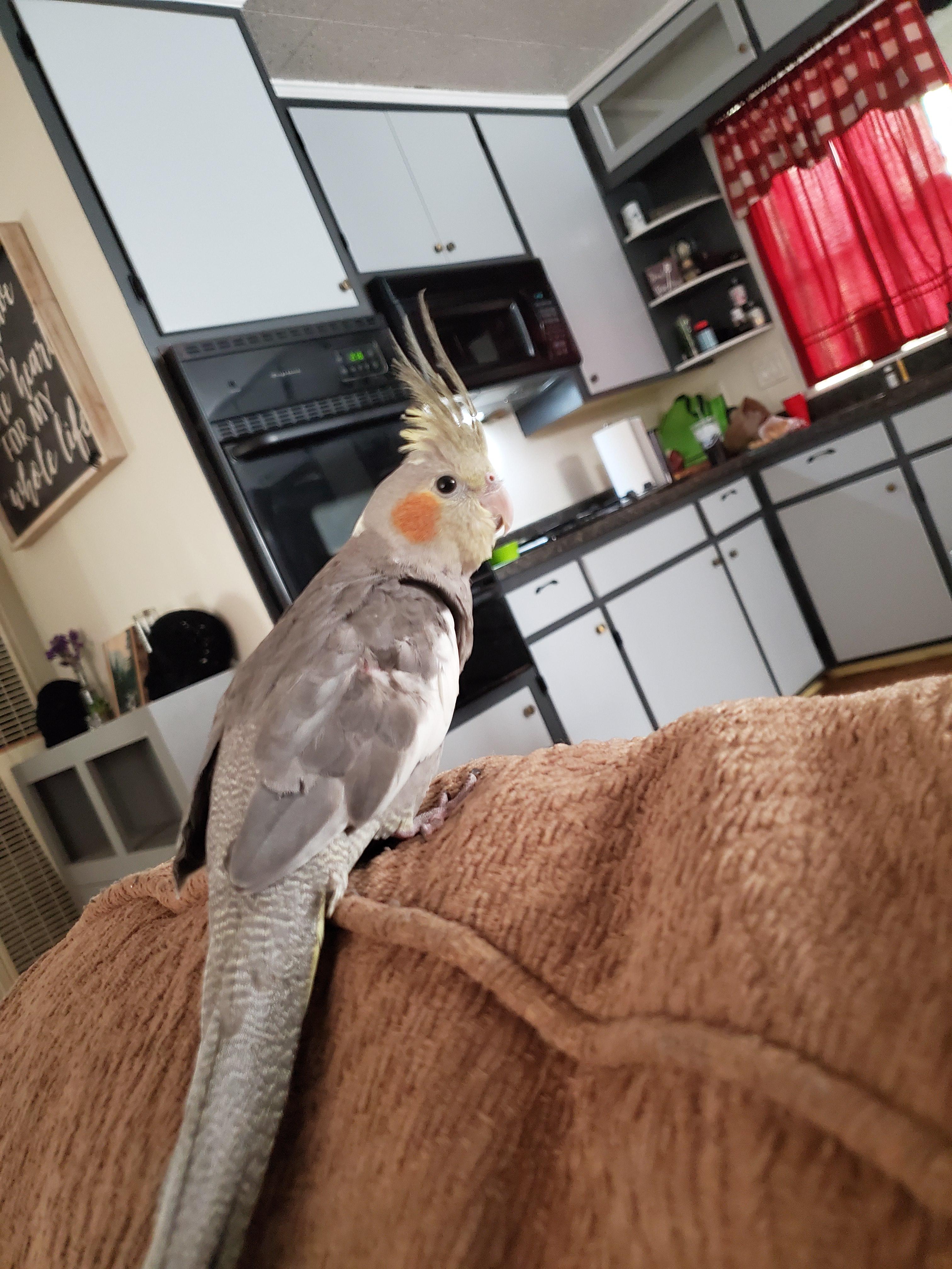 First time bird owner. This is my new baby. 🖤🖤 r/cockatiel