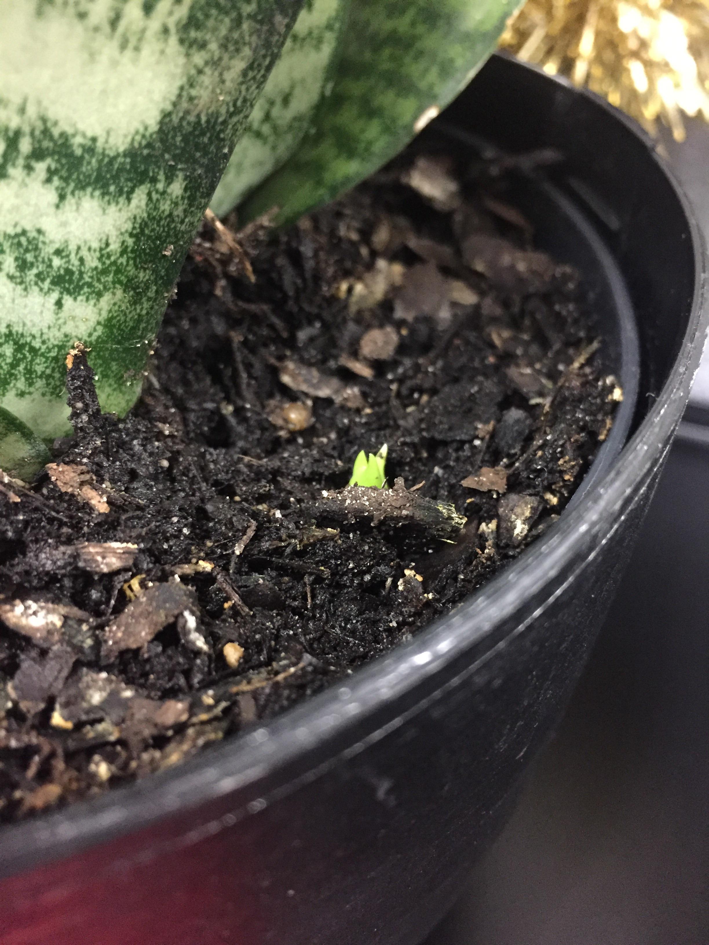 Bought a snake plant from Home Depot for my work cubicle, noticed a