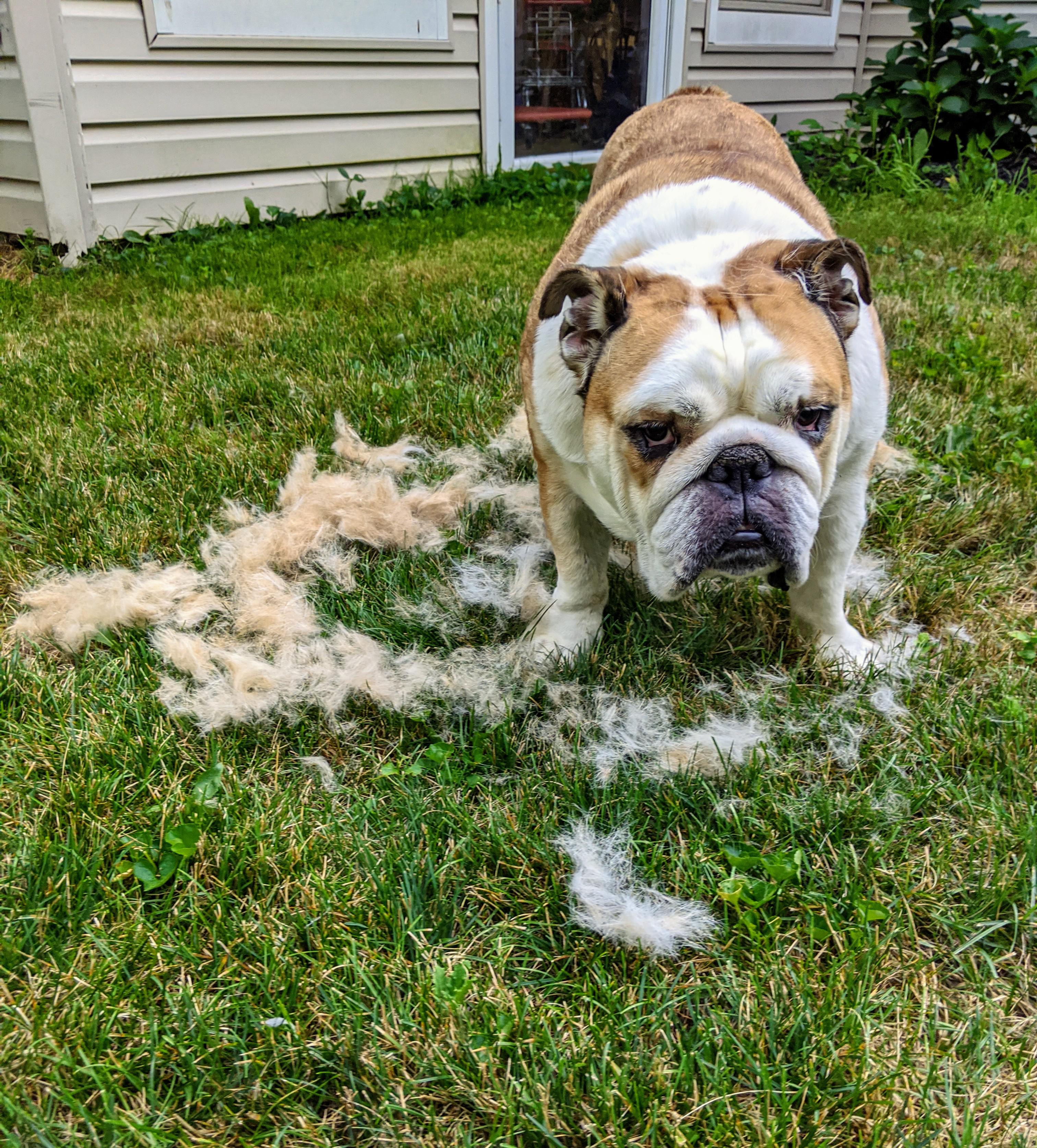 DON'T let his face convince you otherwise he's extremely happy to