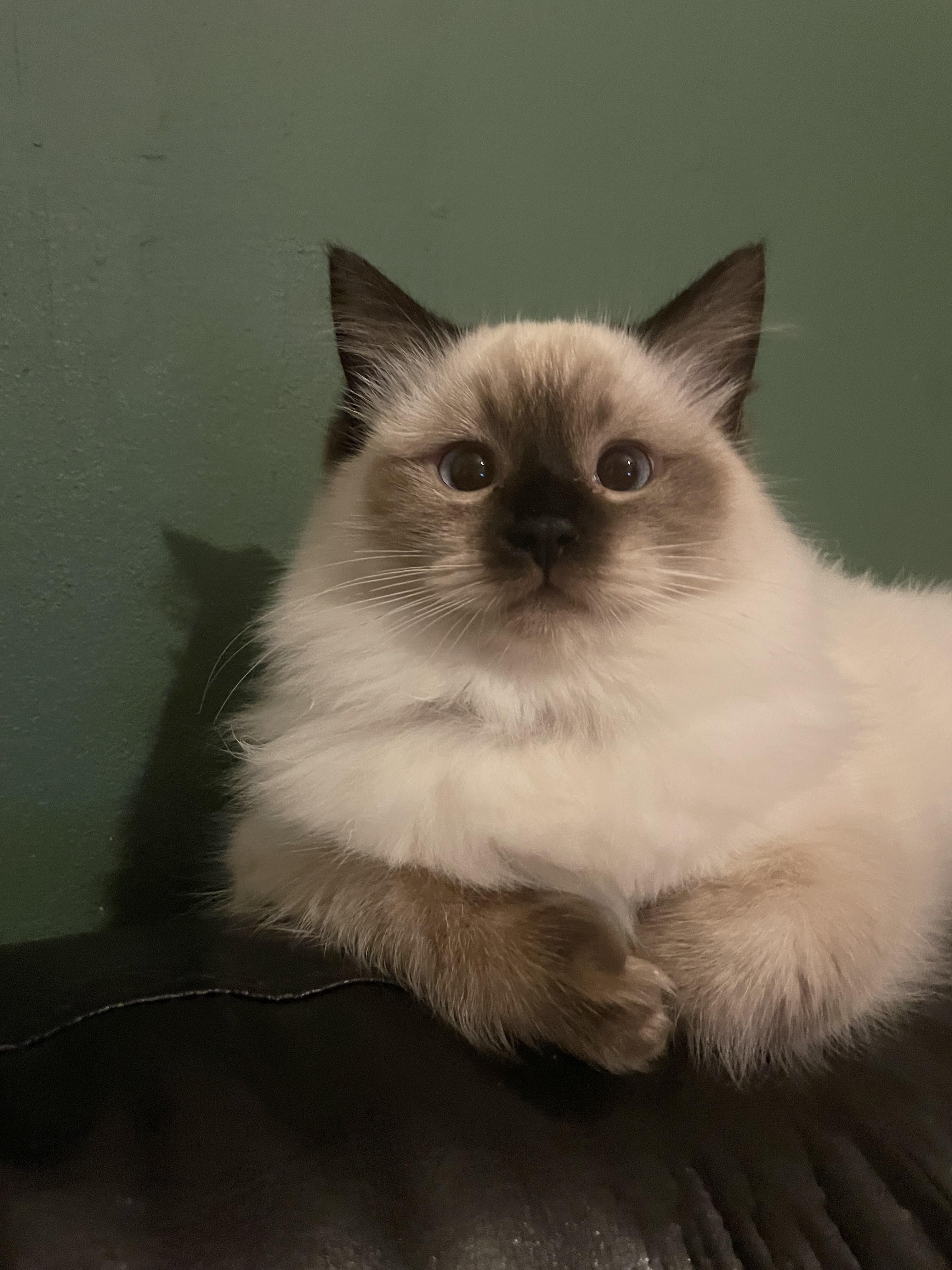 2833 best r/ragdolls images on Pholder Our boy had to get shaved due