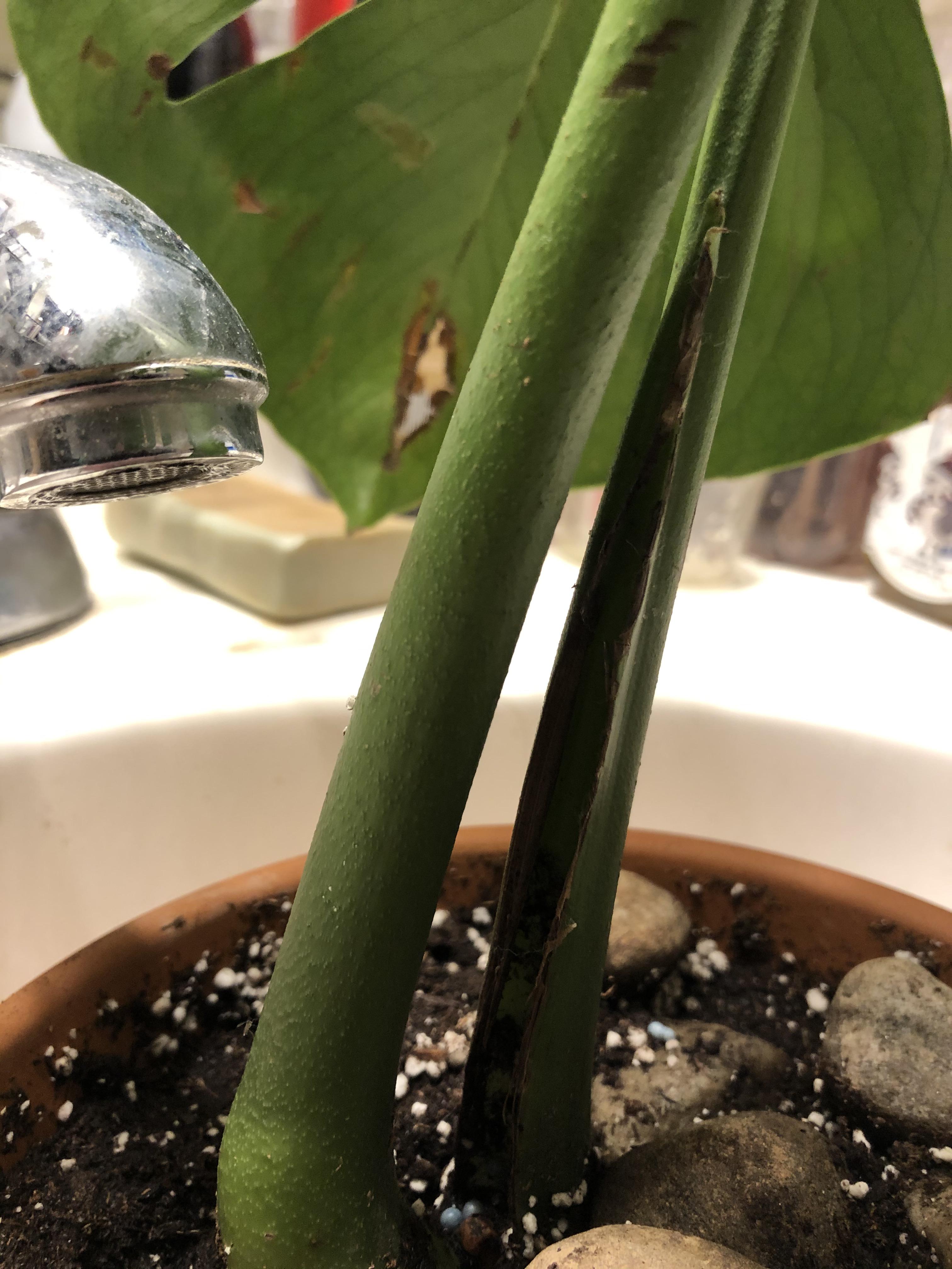 Bumps on Monstera Stem? (More info in comments) r/plantclinic