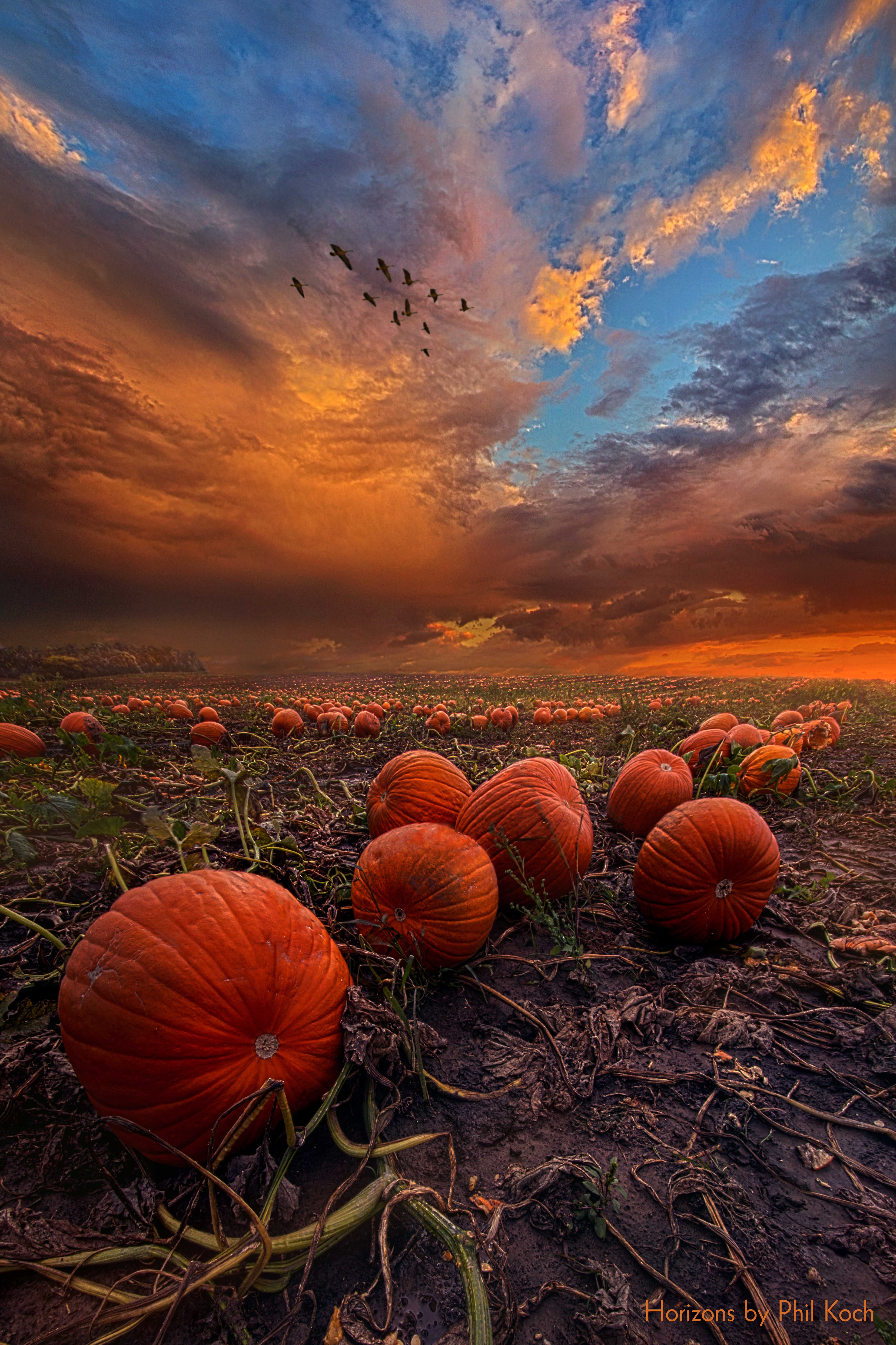 The horizon from a pumpkin farm in Wisconsin r/pics