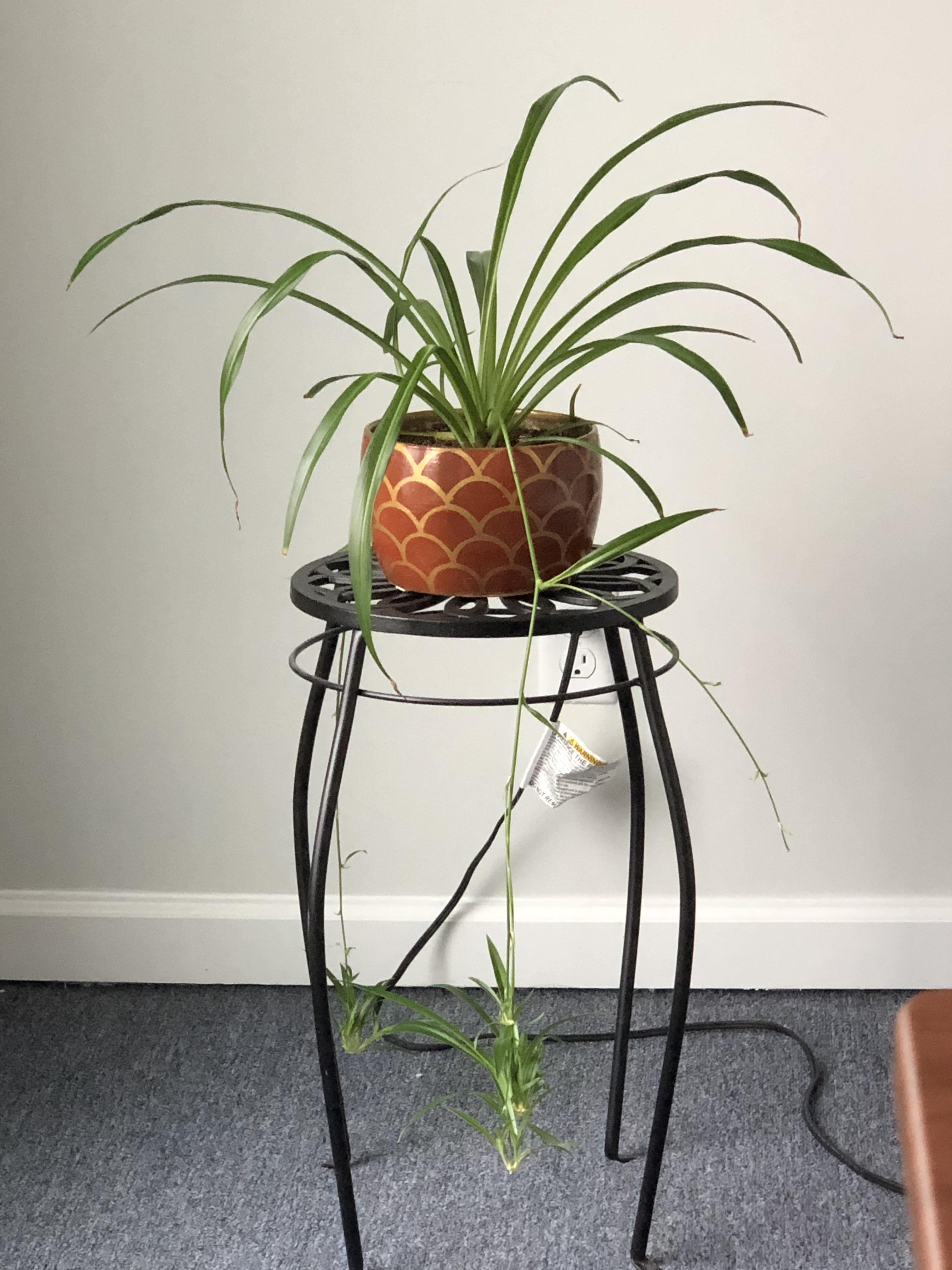 Spider plant is a little droopy after repotting. Any tips? r/plantclinic