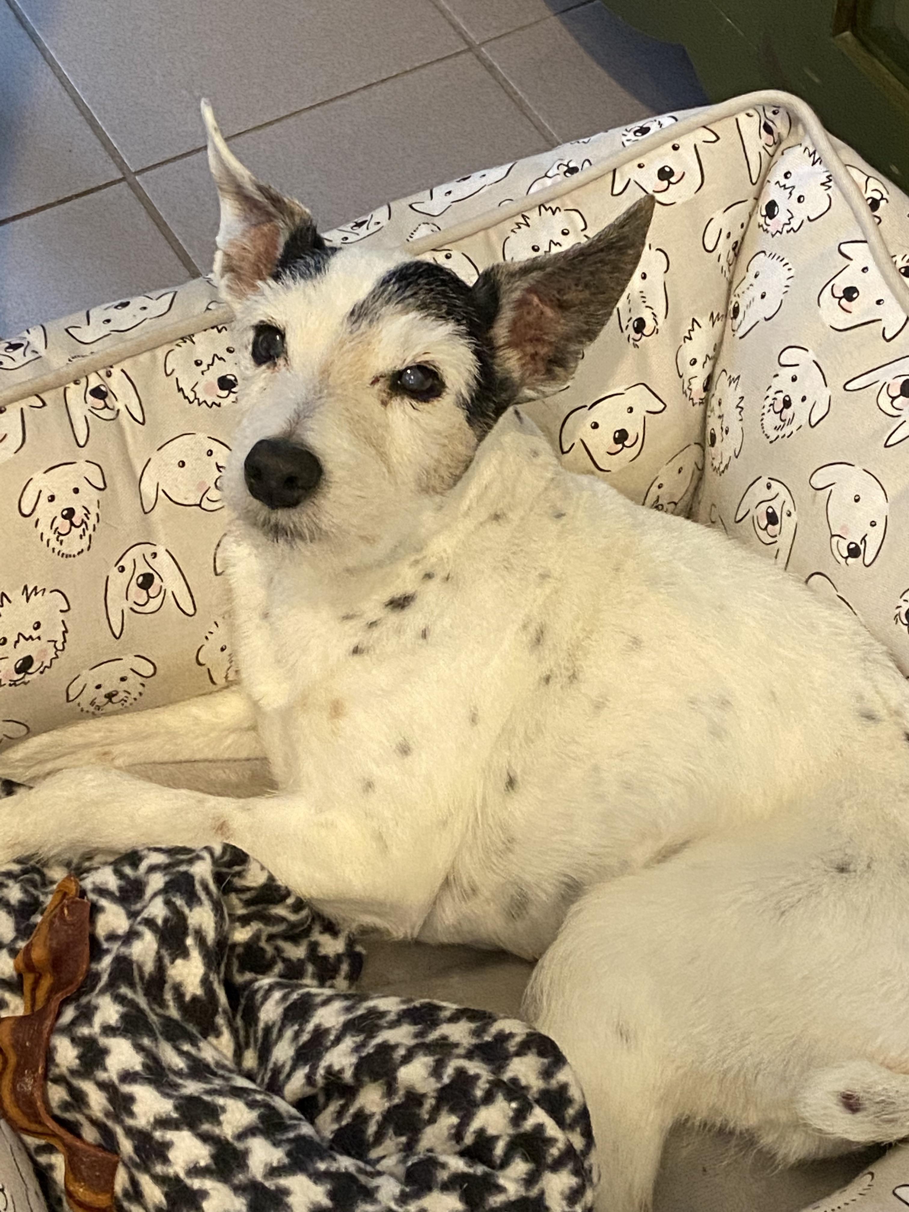 Can senior dog have milk? r/DogAdvice