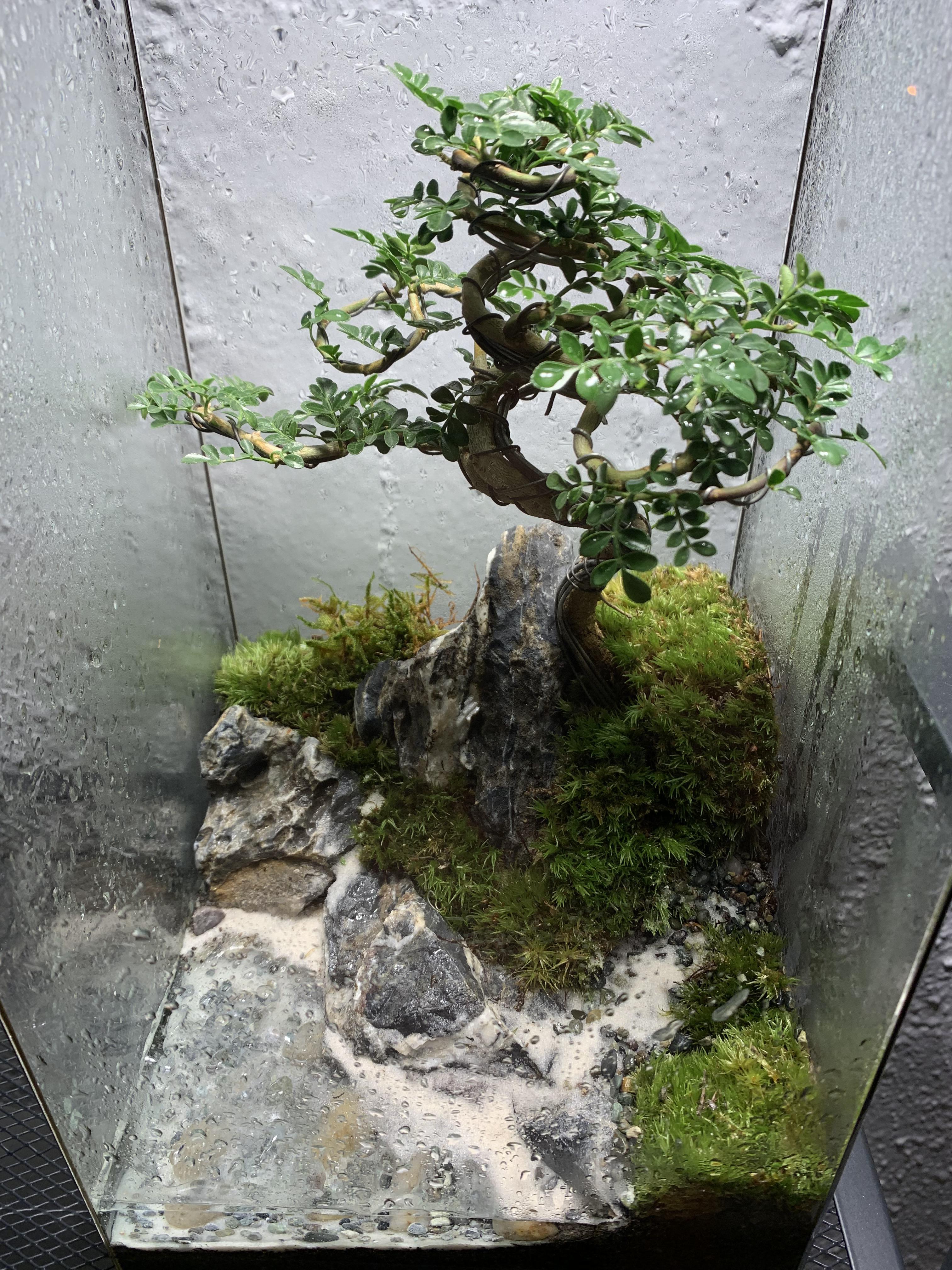 My first terrarium bonsai.. Made it in class yesterday. Not sure what