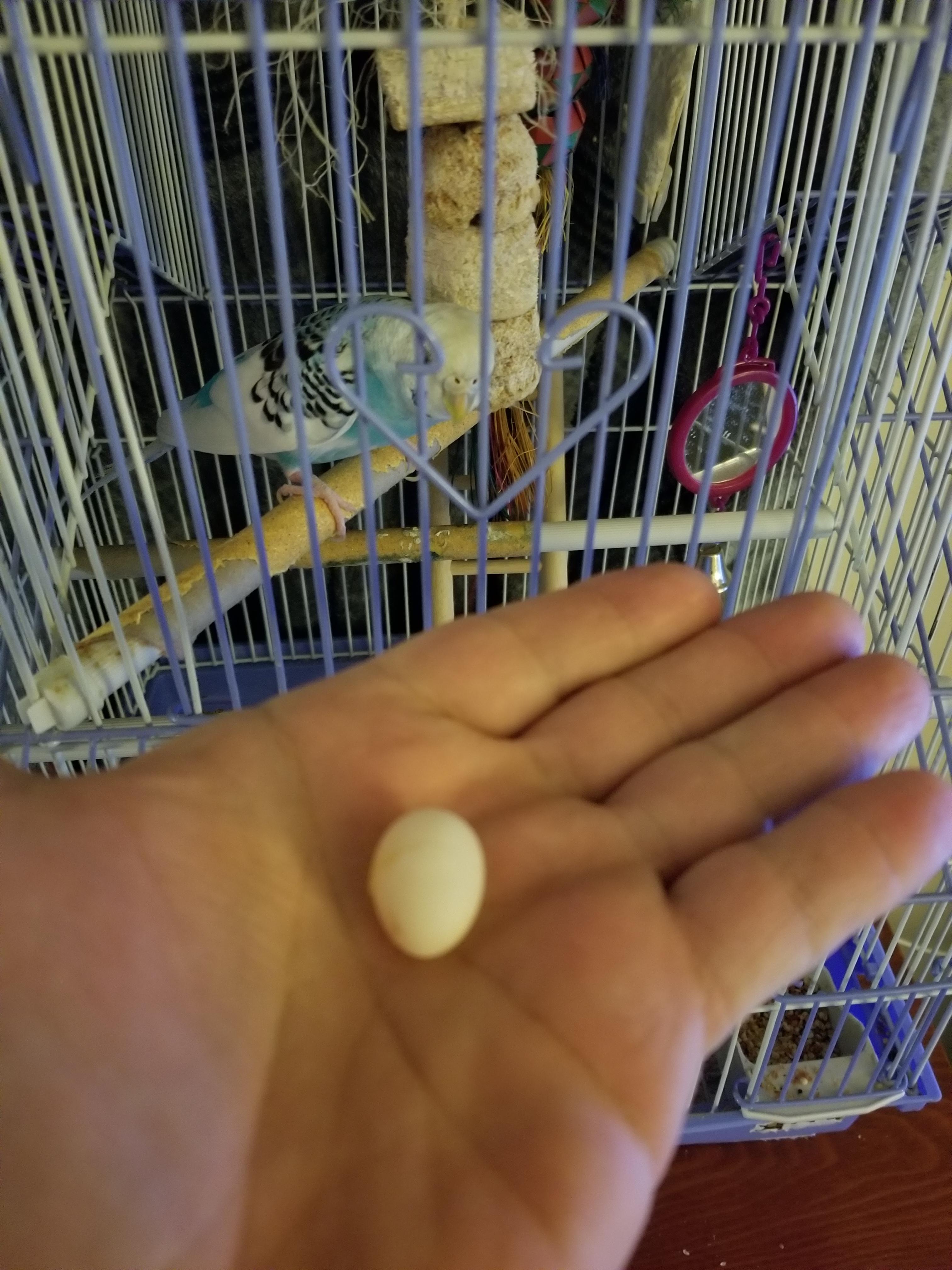 My dad's parakeet that he calls "pretty boy" just laid an egg r/pics