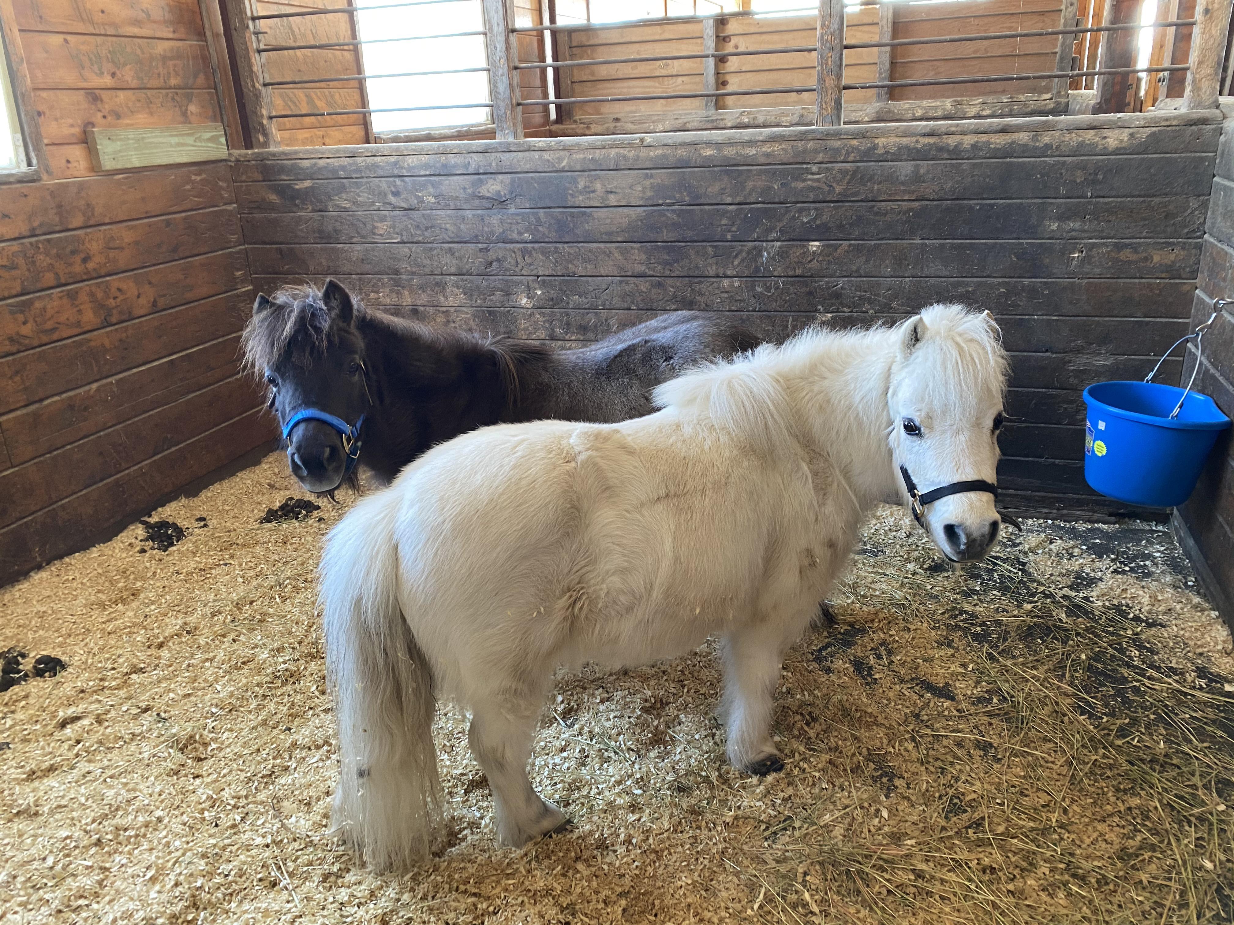 Mini ponies at the horse rescue I volunteer at r/Horses