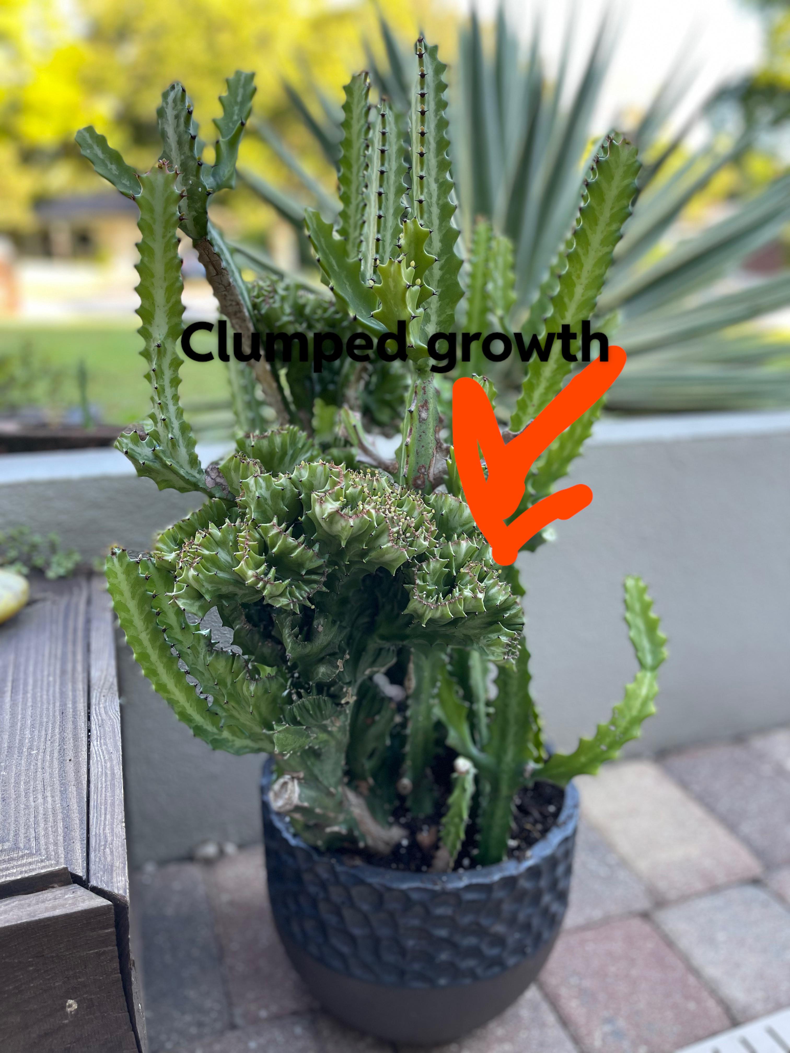 What kind of cactus do I have? Also how can I encourage the clumped