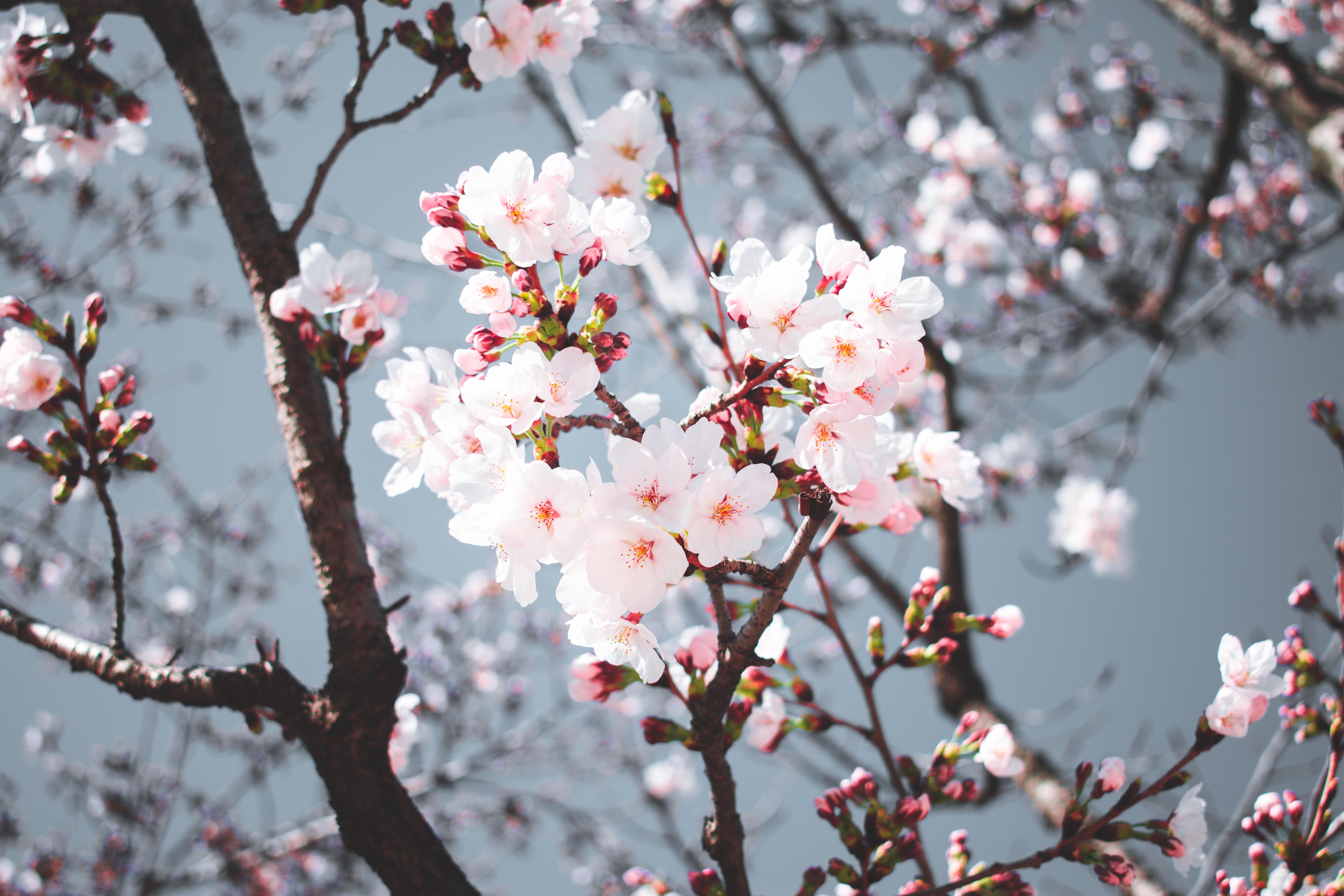 A picture I took in Seoul of the recent cherry blossom r/korea