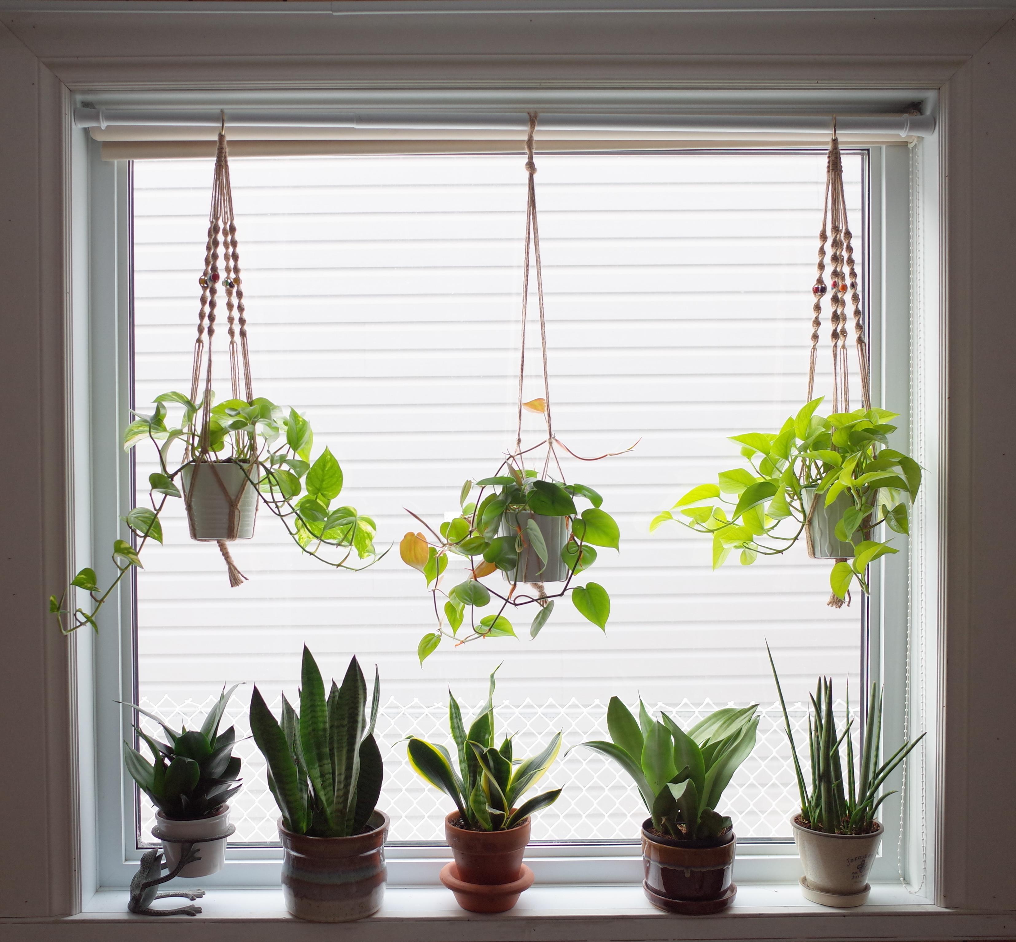 The snake plant window
