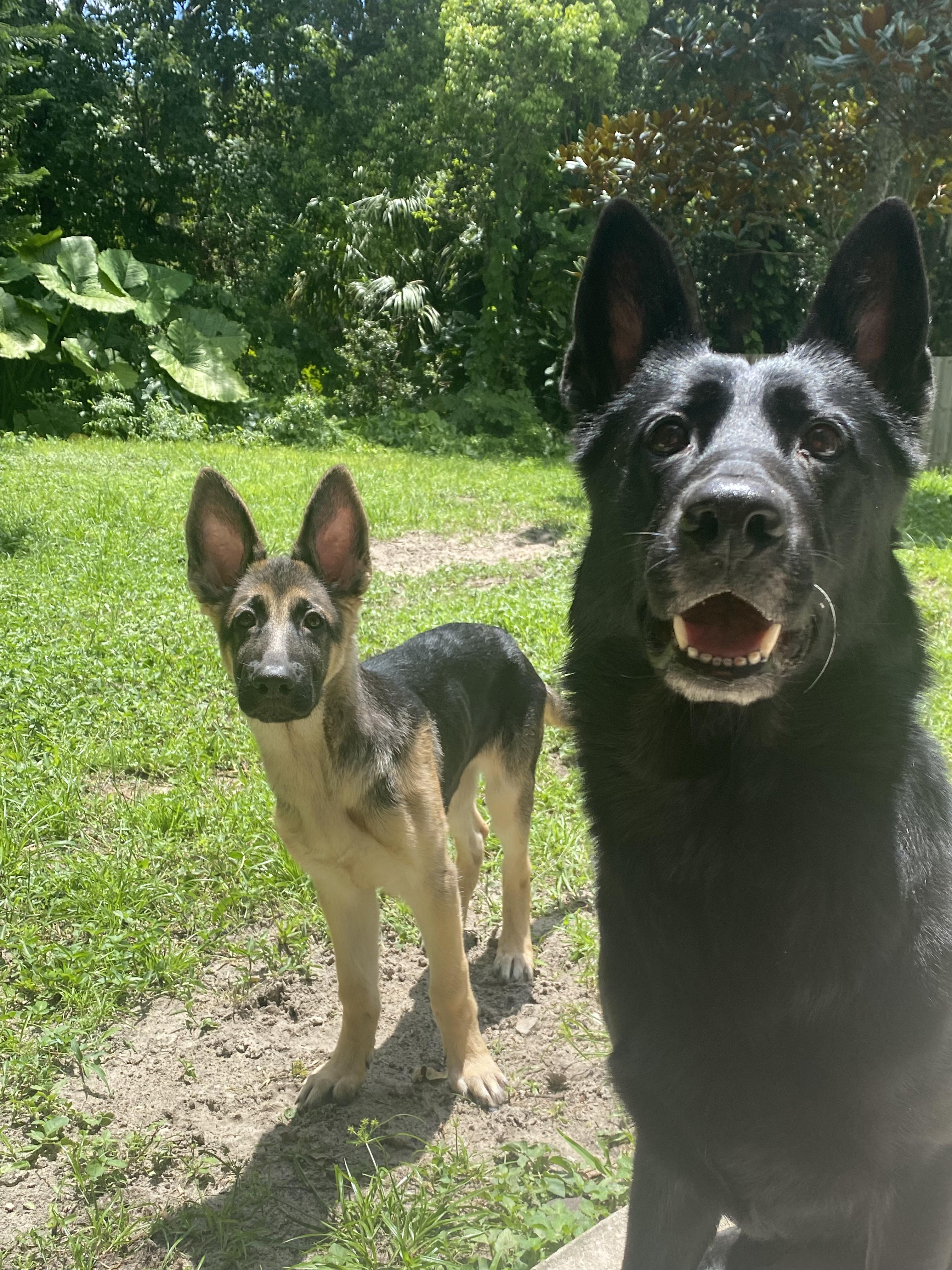 Evans, GA My husband and I's cat, Nova, went missing yesterday