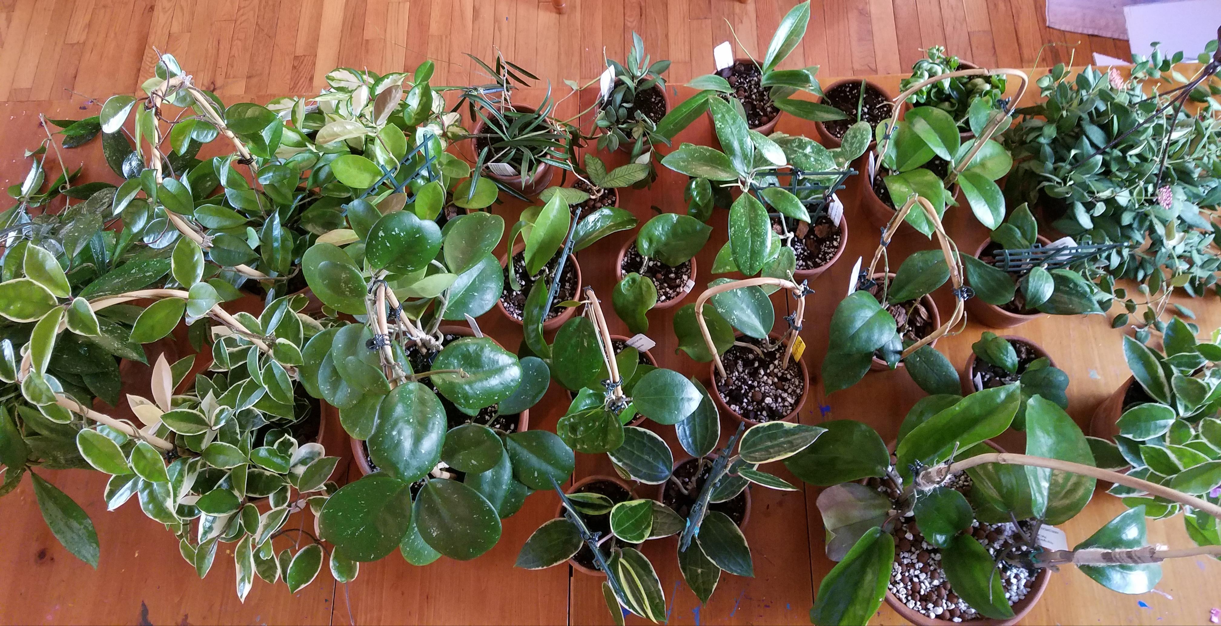 How do ya'll deal w dust on your plants indoors? I just spent THE ENTIRE DAY cleaning these guys
