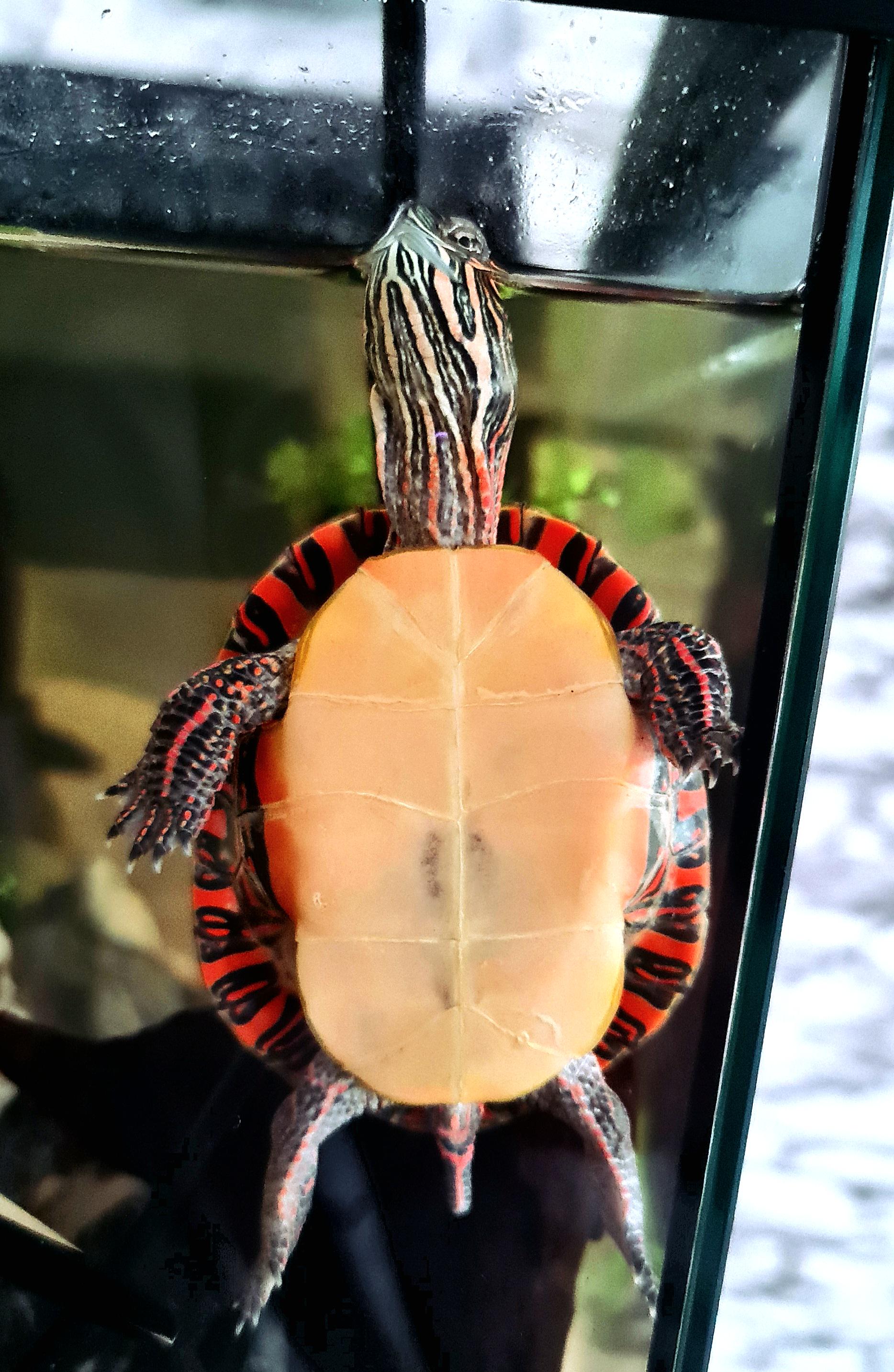 Eastern Painted Turtle Male or Female? r/turtle
