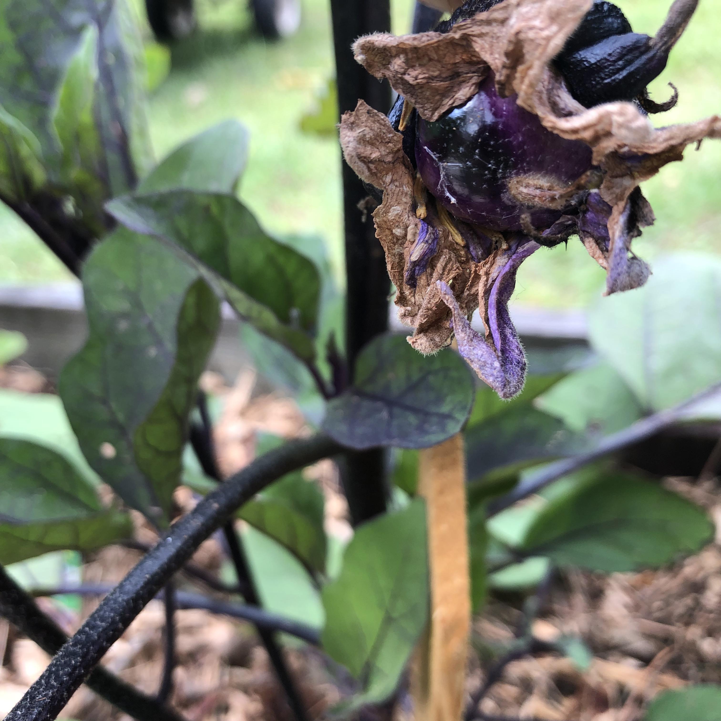 Eggplant experts. Something is eating my leaves like mad crazy during