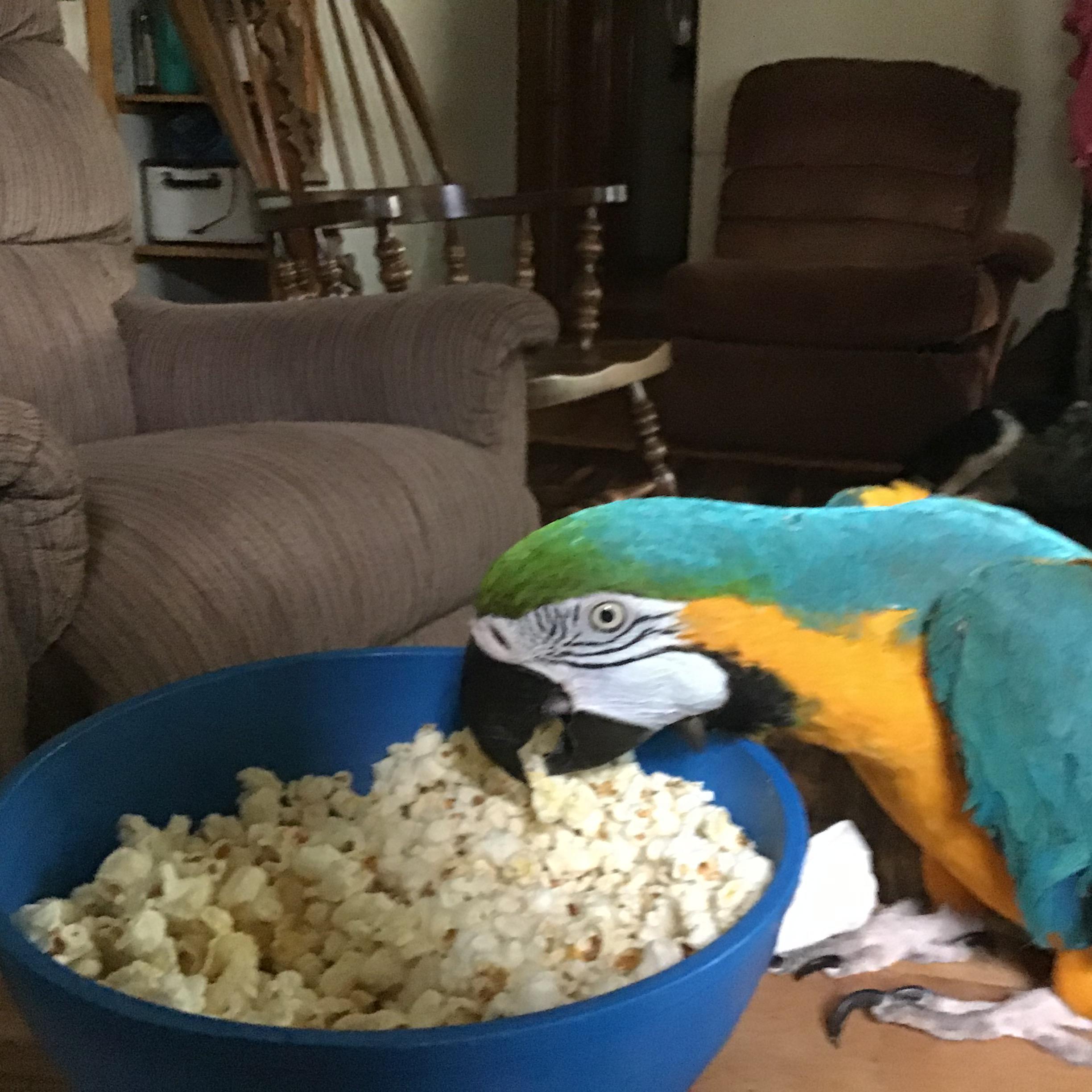 Popcorn!!! r/parrots