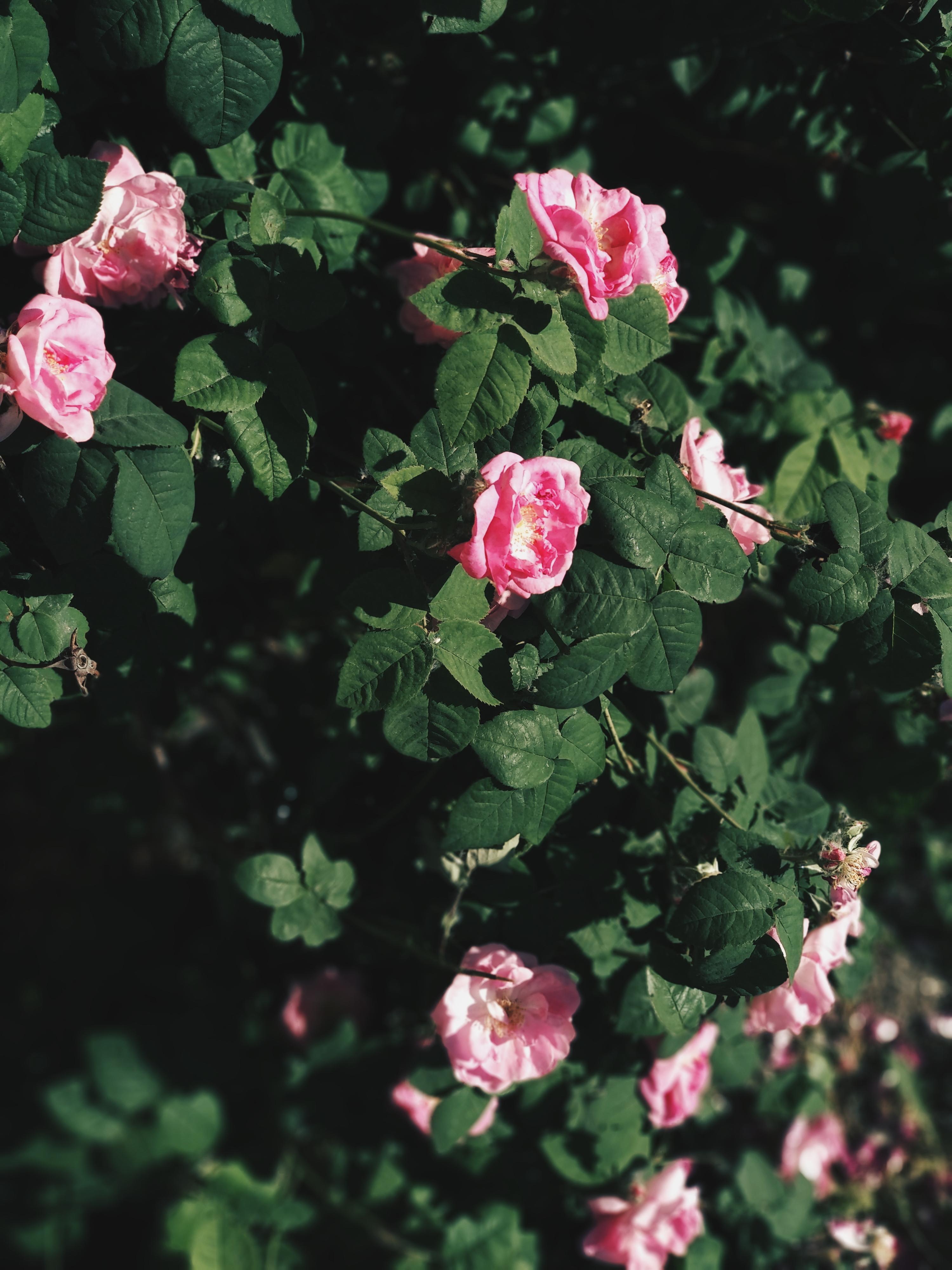 Pretty roses on my yard, love it more than classic roses r/gardening