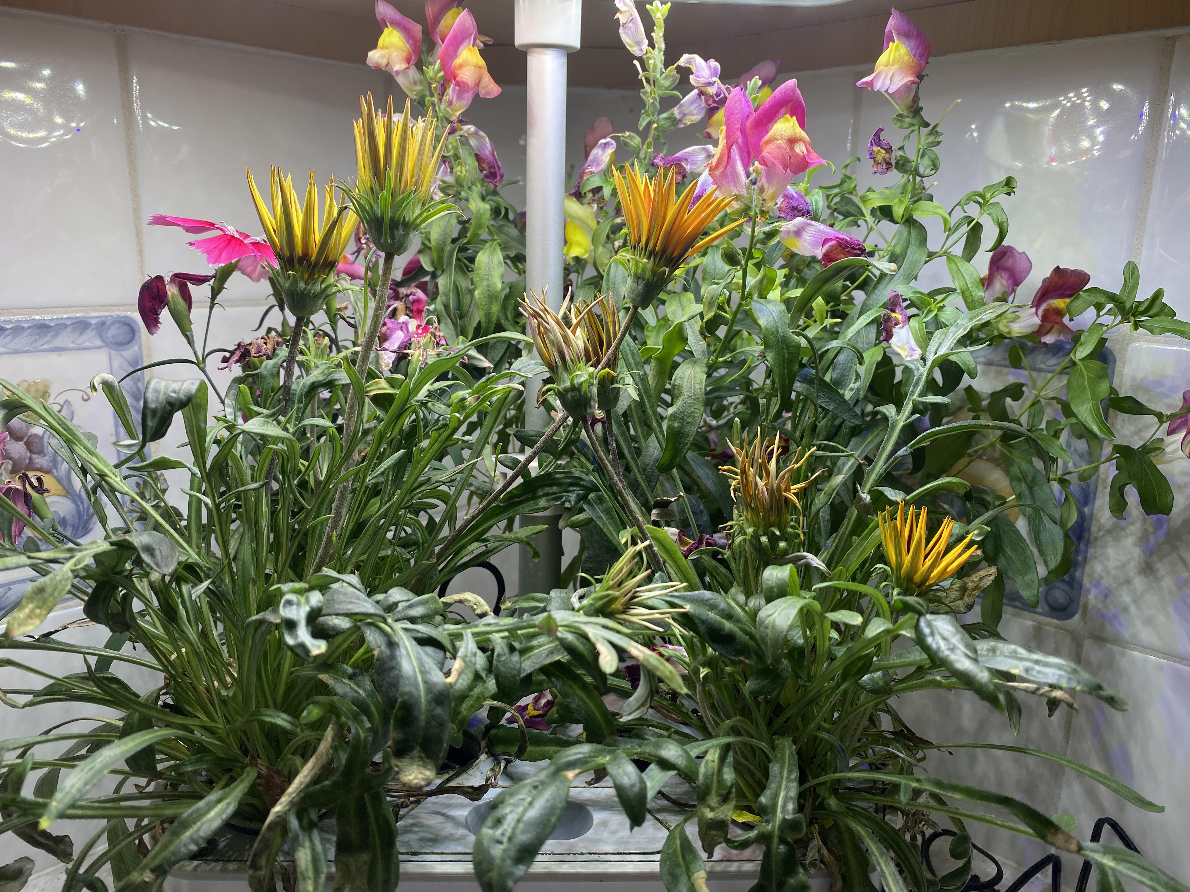 Mountain Meadow Flowers day 66 how to keep the blooms coming? Thank