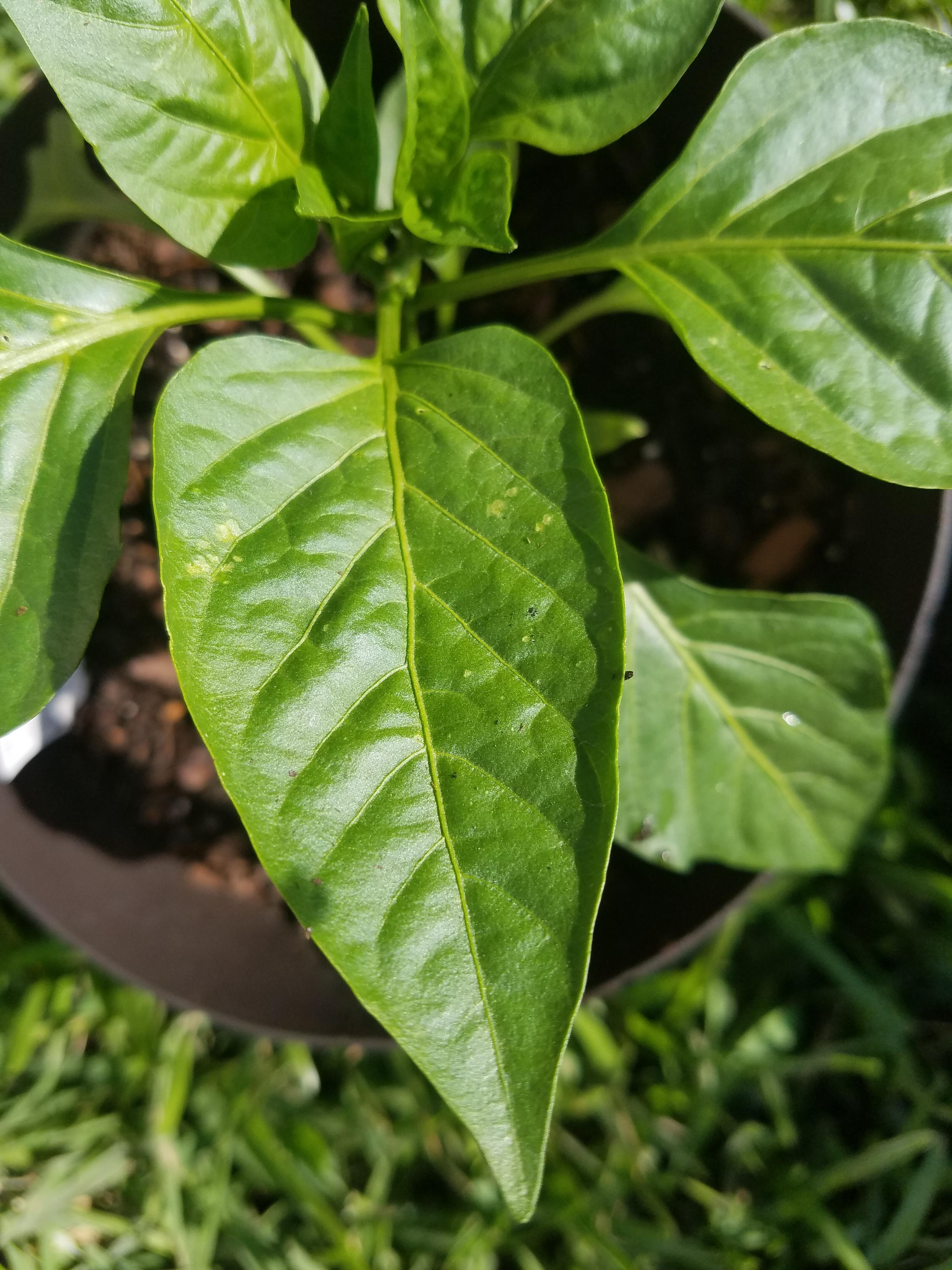Yellow spots on bell pepper leaves. Is it just overwatering? r/gardening