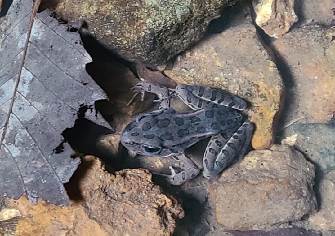 Found a pickerel frog while exploring a local cave in Missouri! Soo