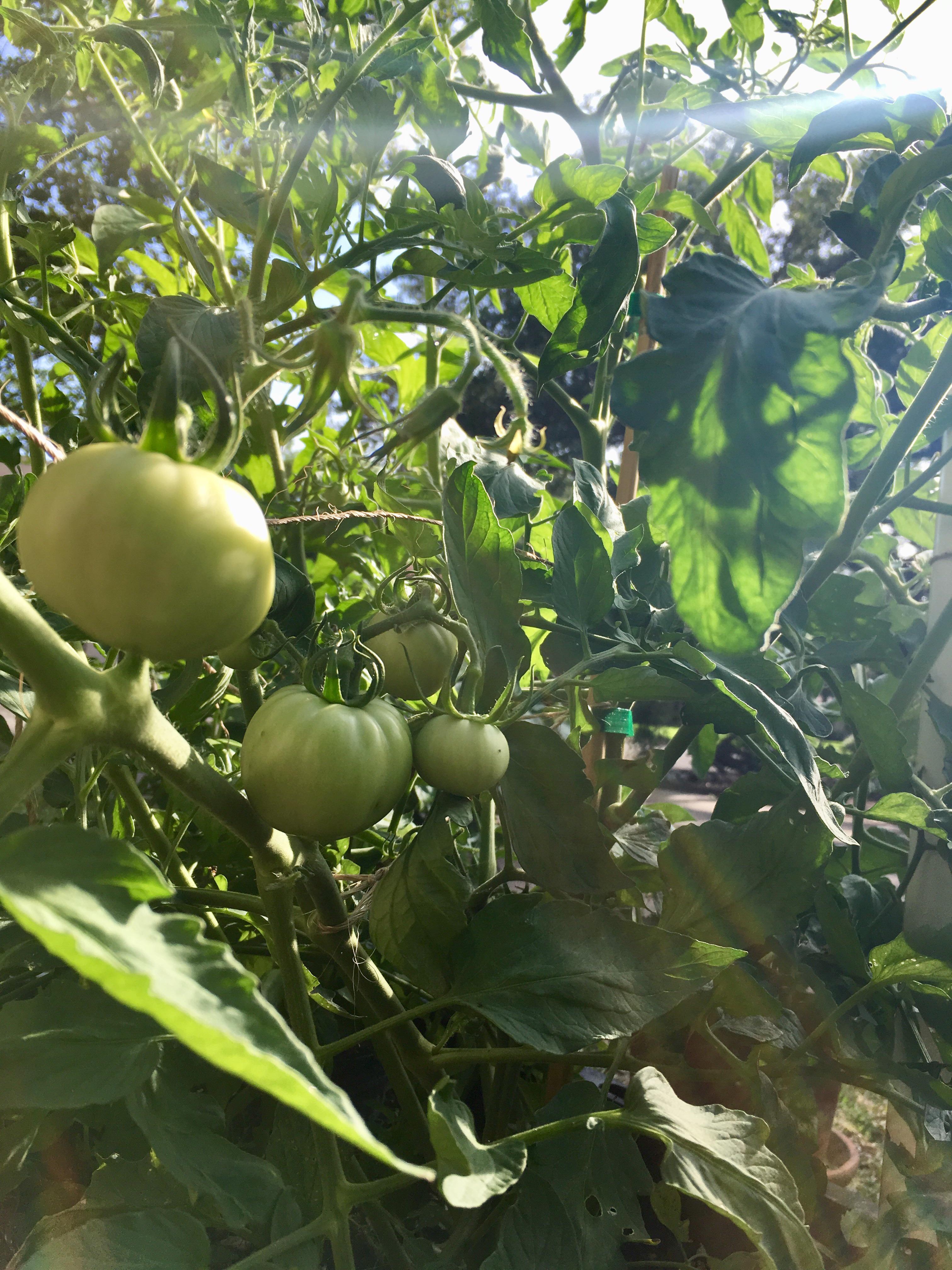 Tomato’s and jalapeños from my wicking bed. More pics below r
