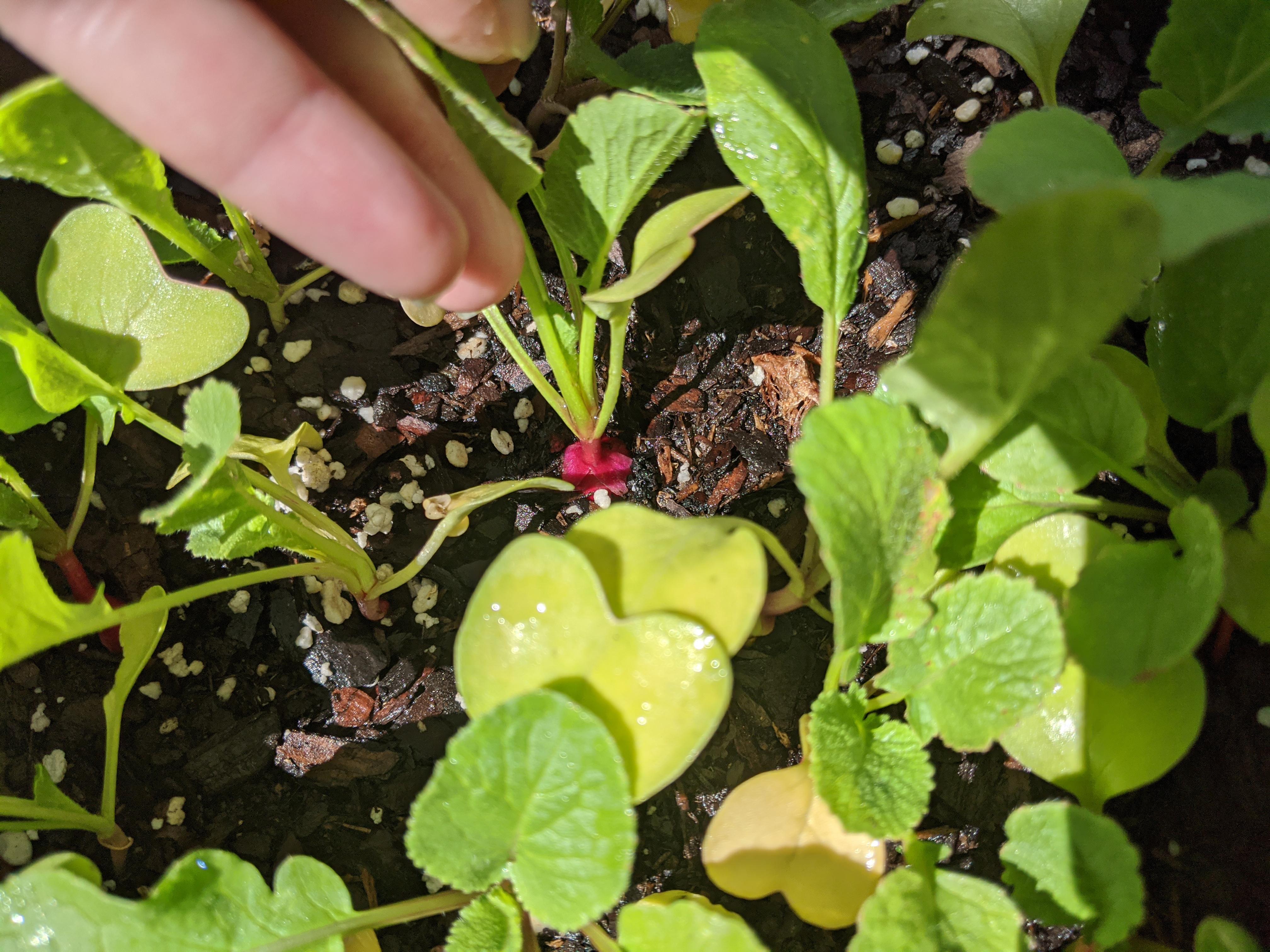 How much longer on these radishes? r/gardening