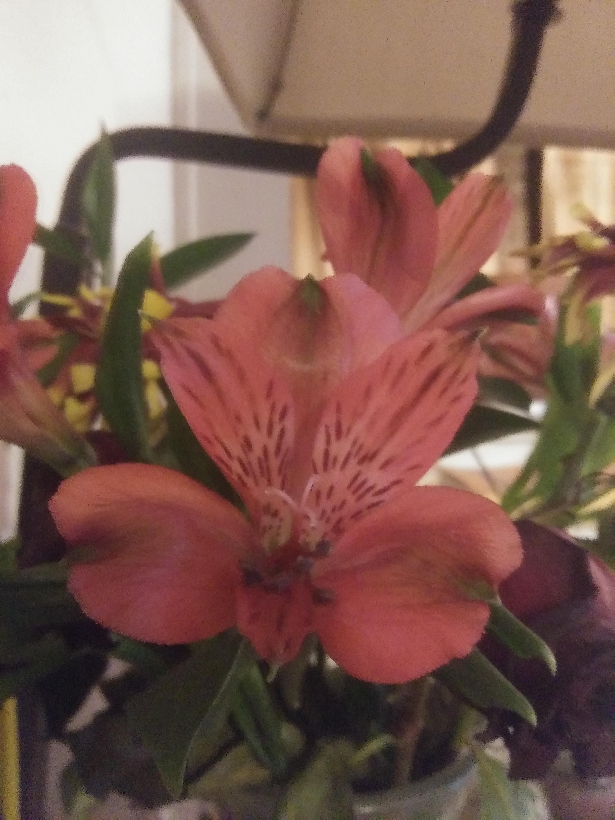 Any ideas for drying lilies? They are so delicate and always seem to