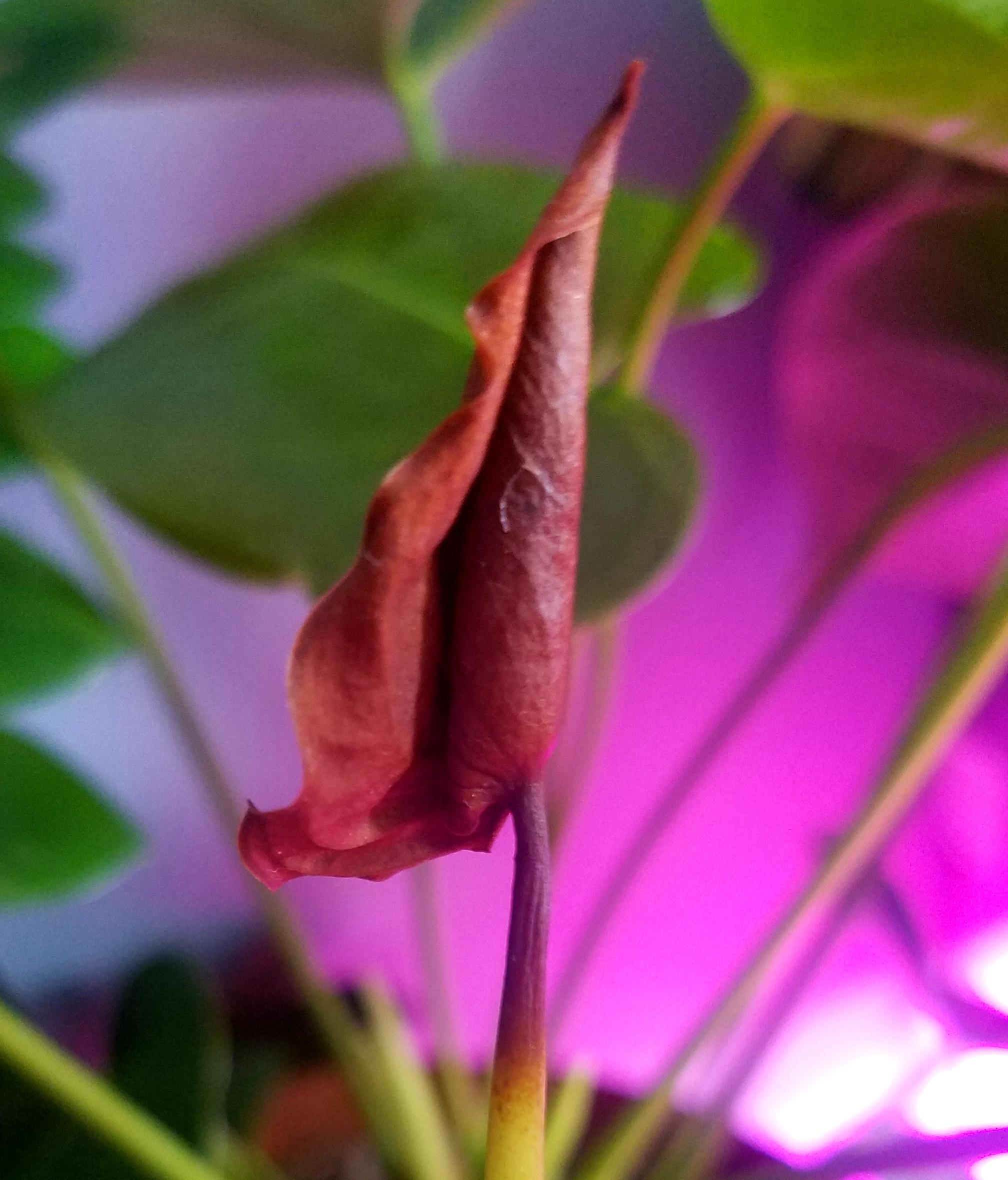 My Anthurium flowers faded from pink to green, then no flowers for months. Then it shot up this