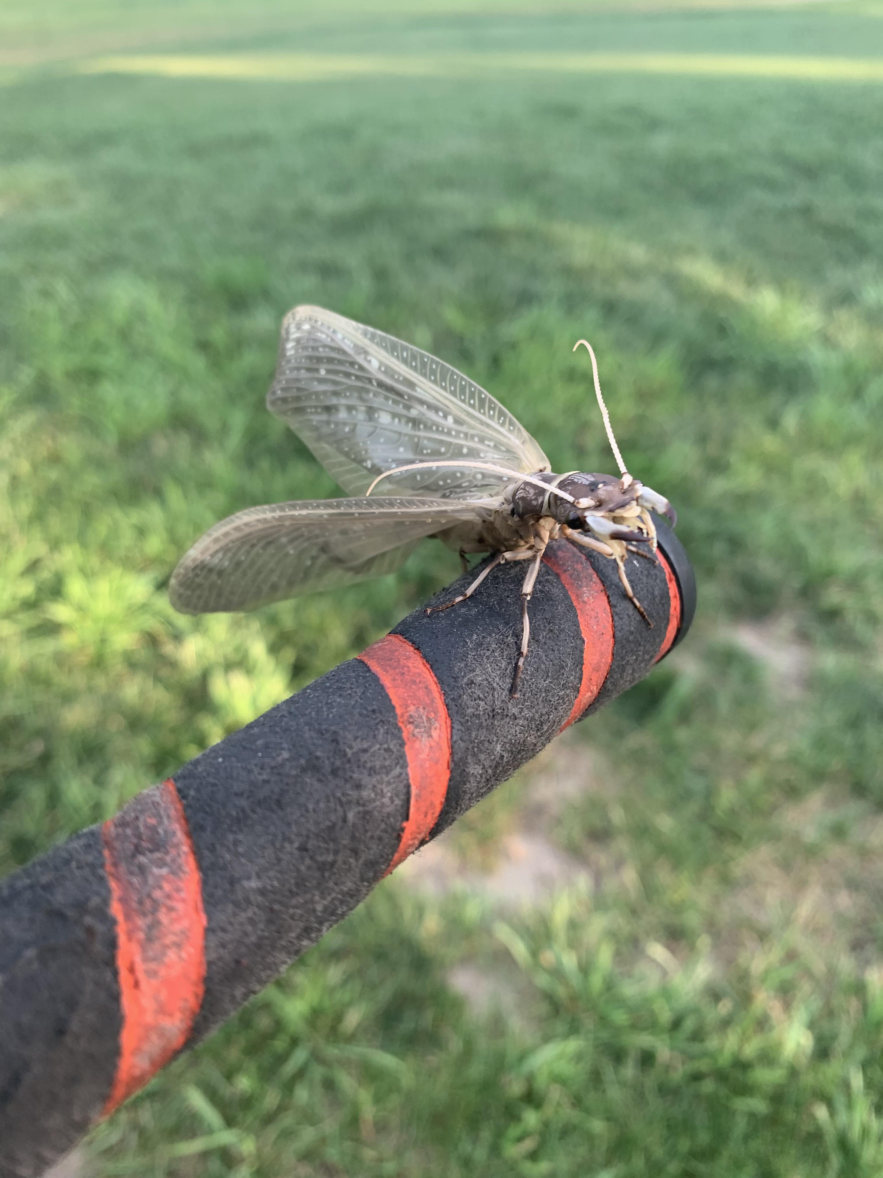 [Upstate New York] Very strange bug with huge wings and big mouth