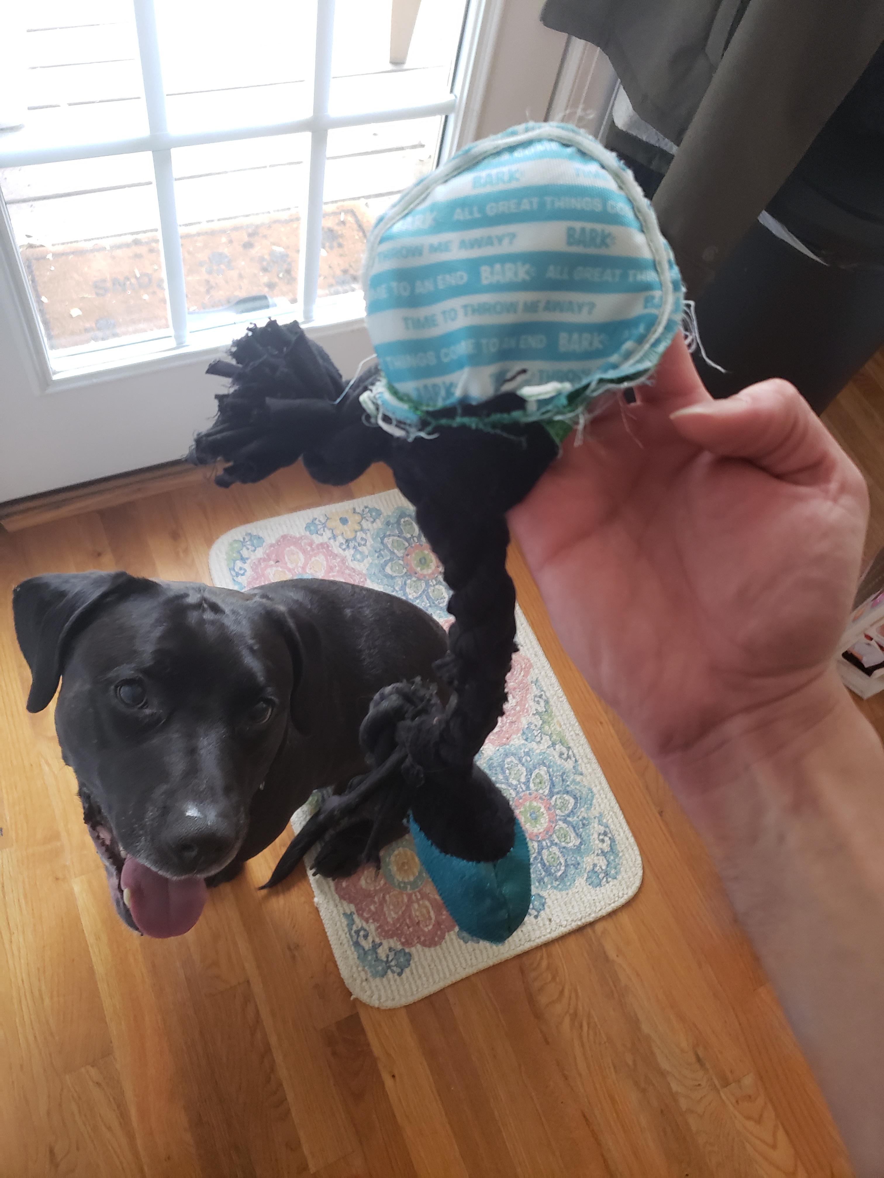 The inside of my dog's destroyed toy has a message written on the