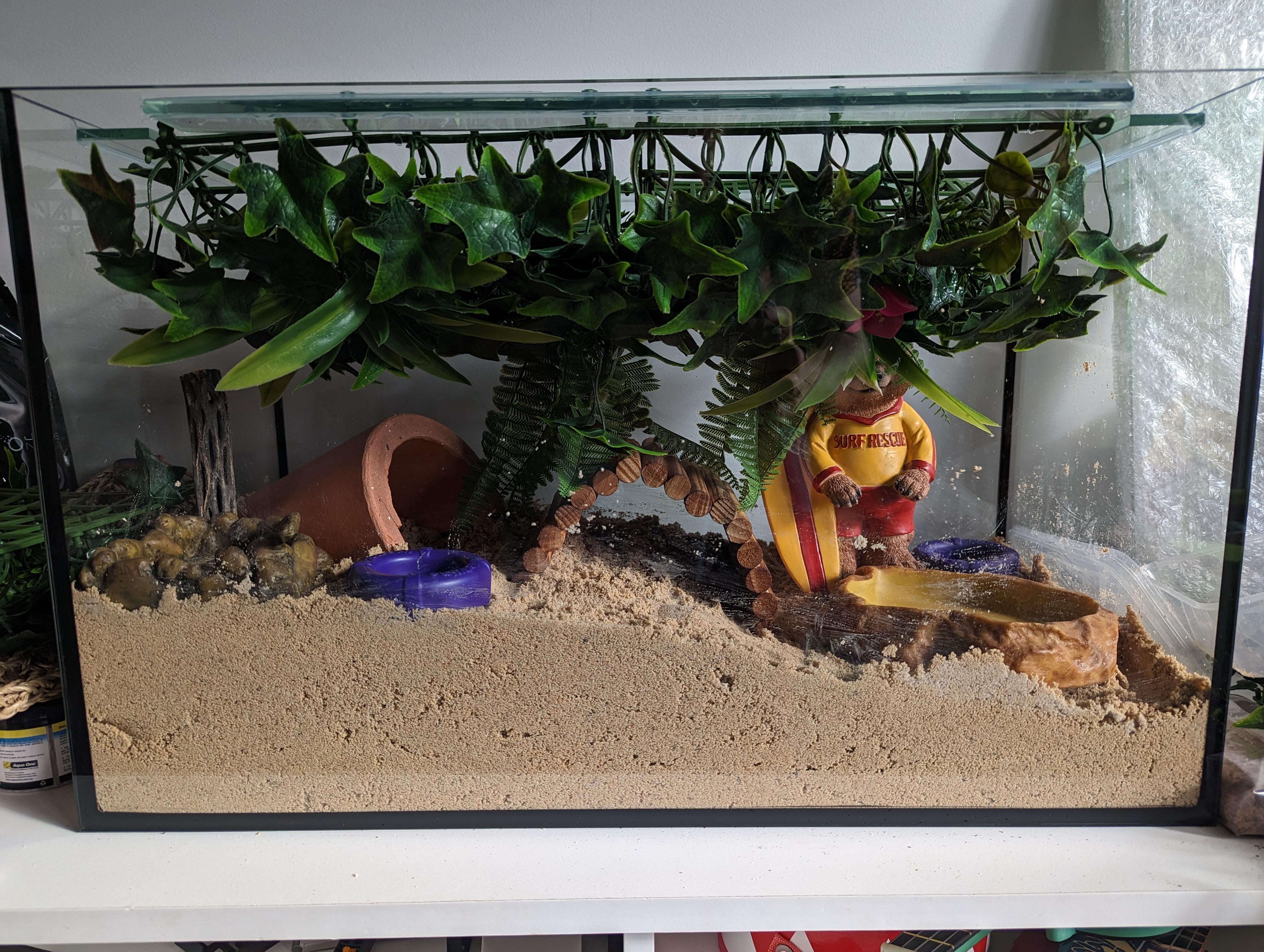 Hermit Crab Tank Ideas