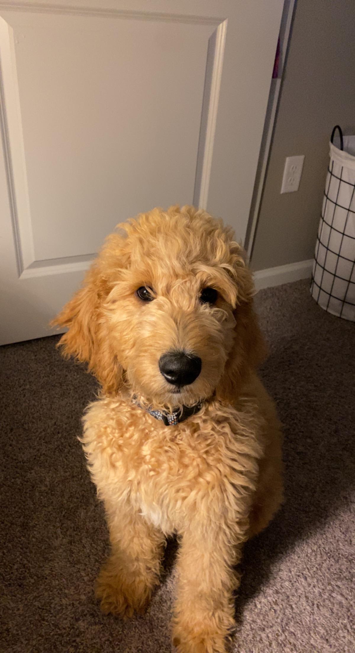 Best harness for my doodle who pulls? Goldendoodles