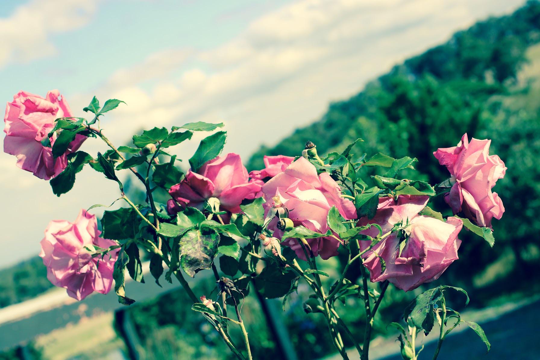 Flowers from lockdown r/flowers