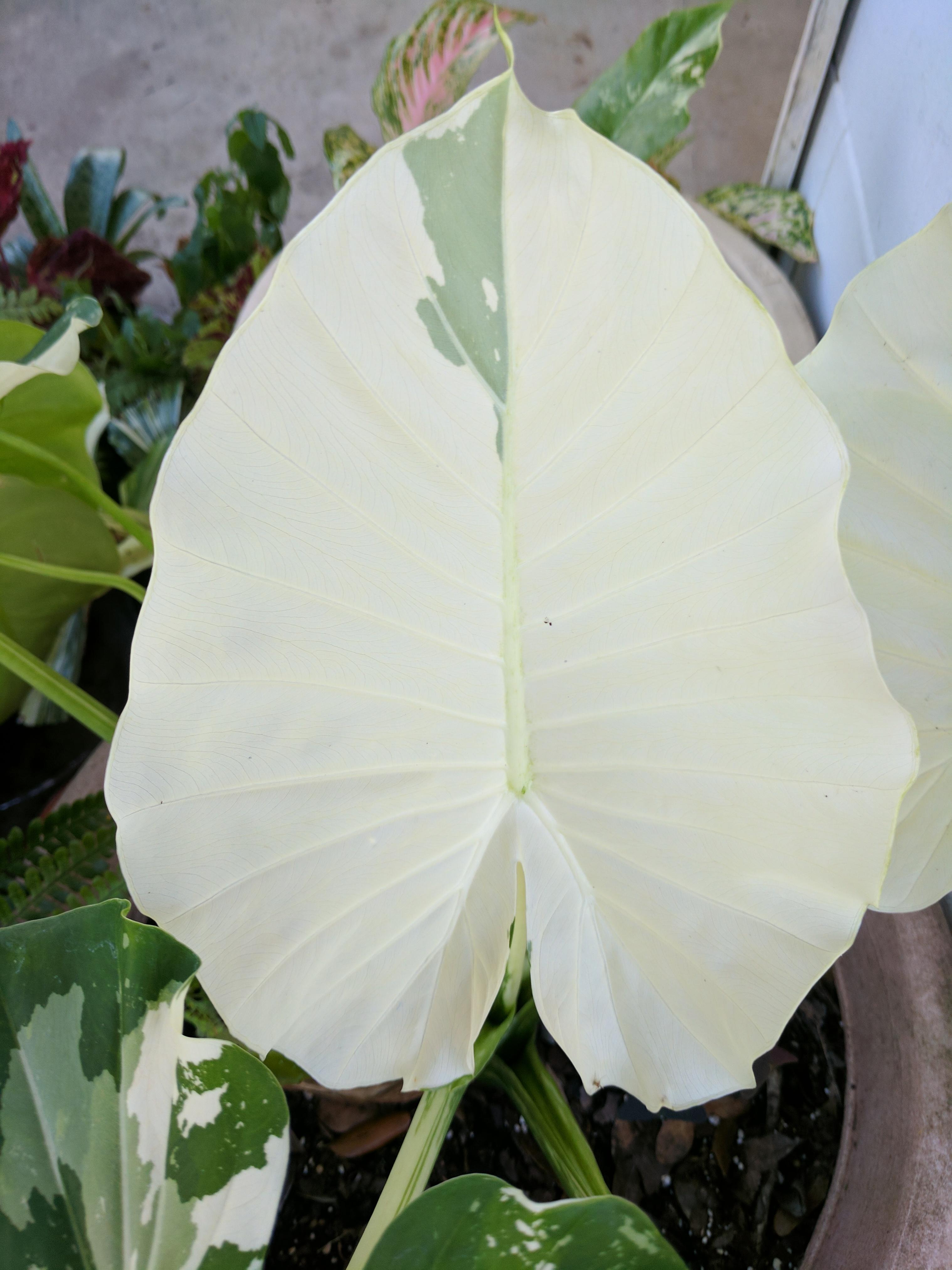 Close up of the almost all white elephant ear leaf (alocasia) r/gardening