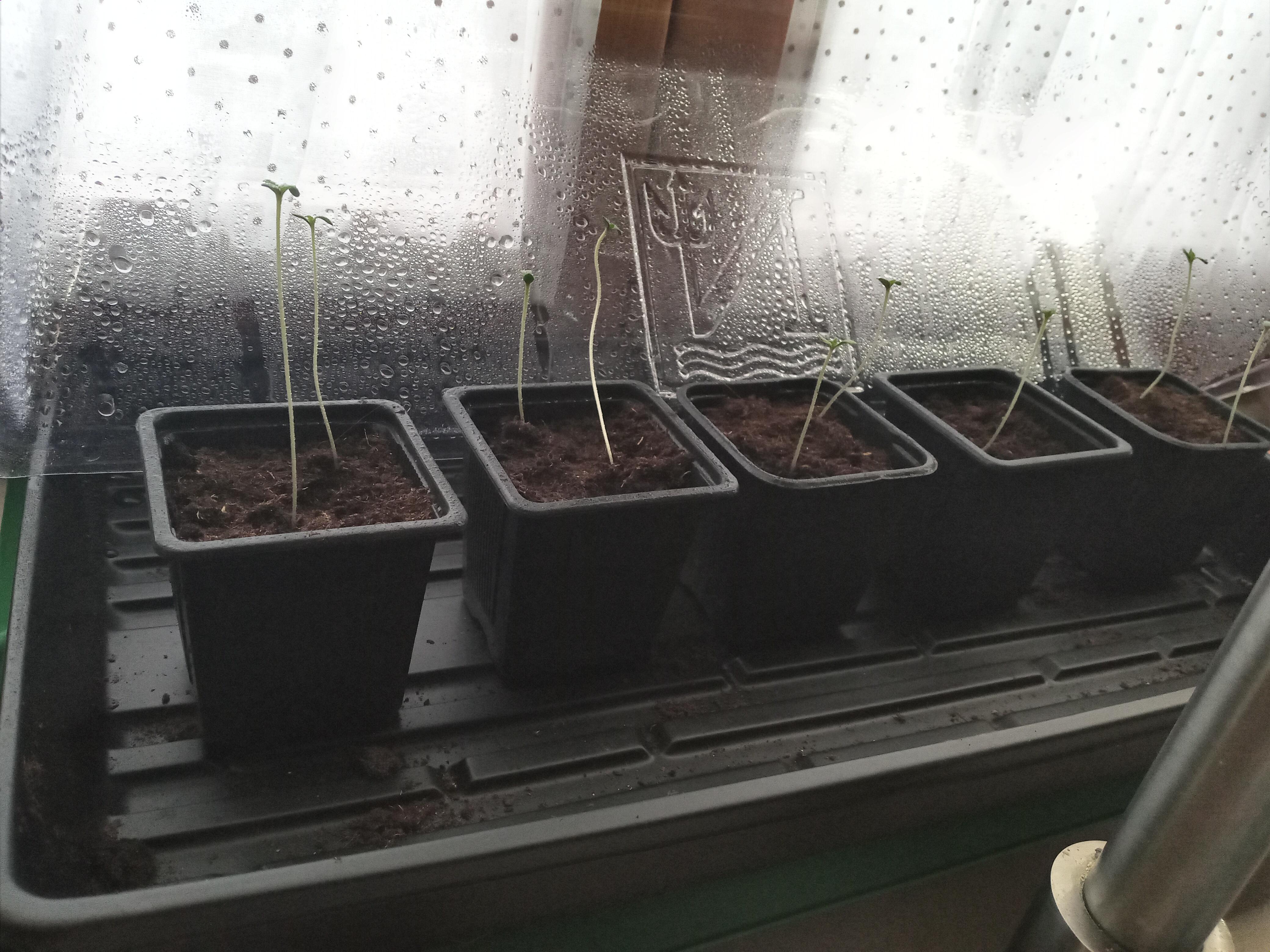 Leggy seedlings, why? About 7 days old. On heating pad to 23c. Last