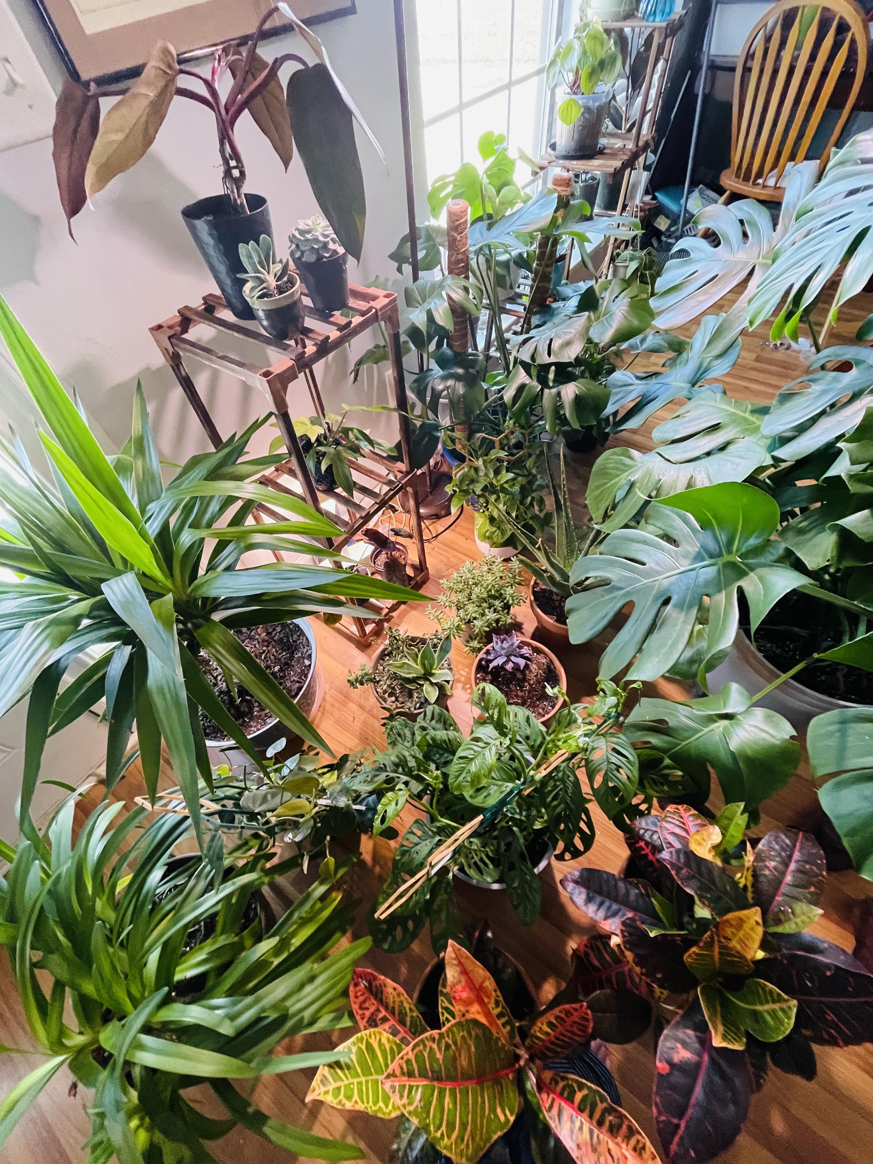 Under the grow light houseplants