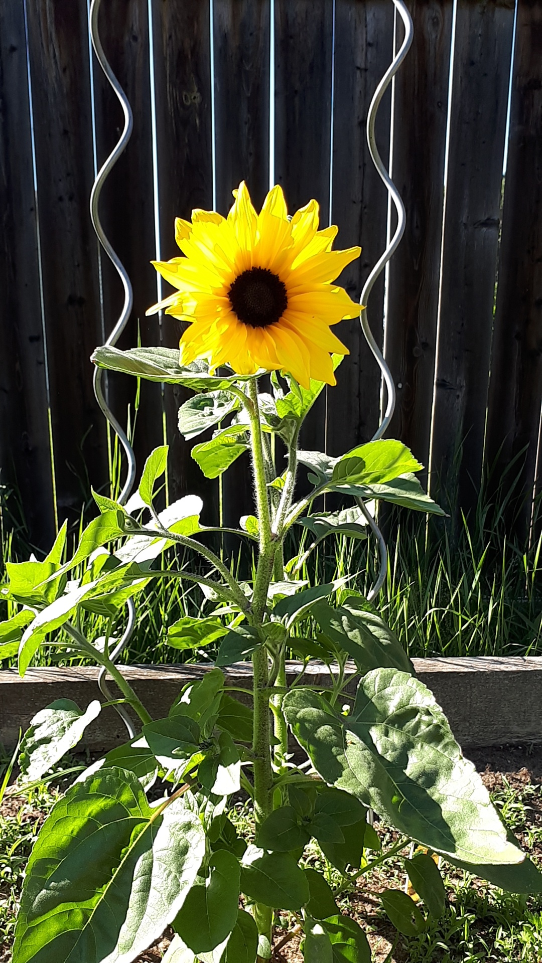 My first sunflower Ive grown bloomed! r/gardening
