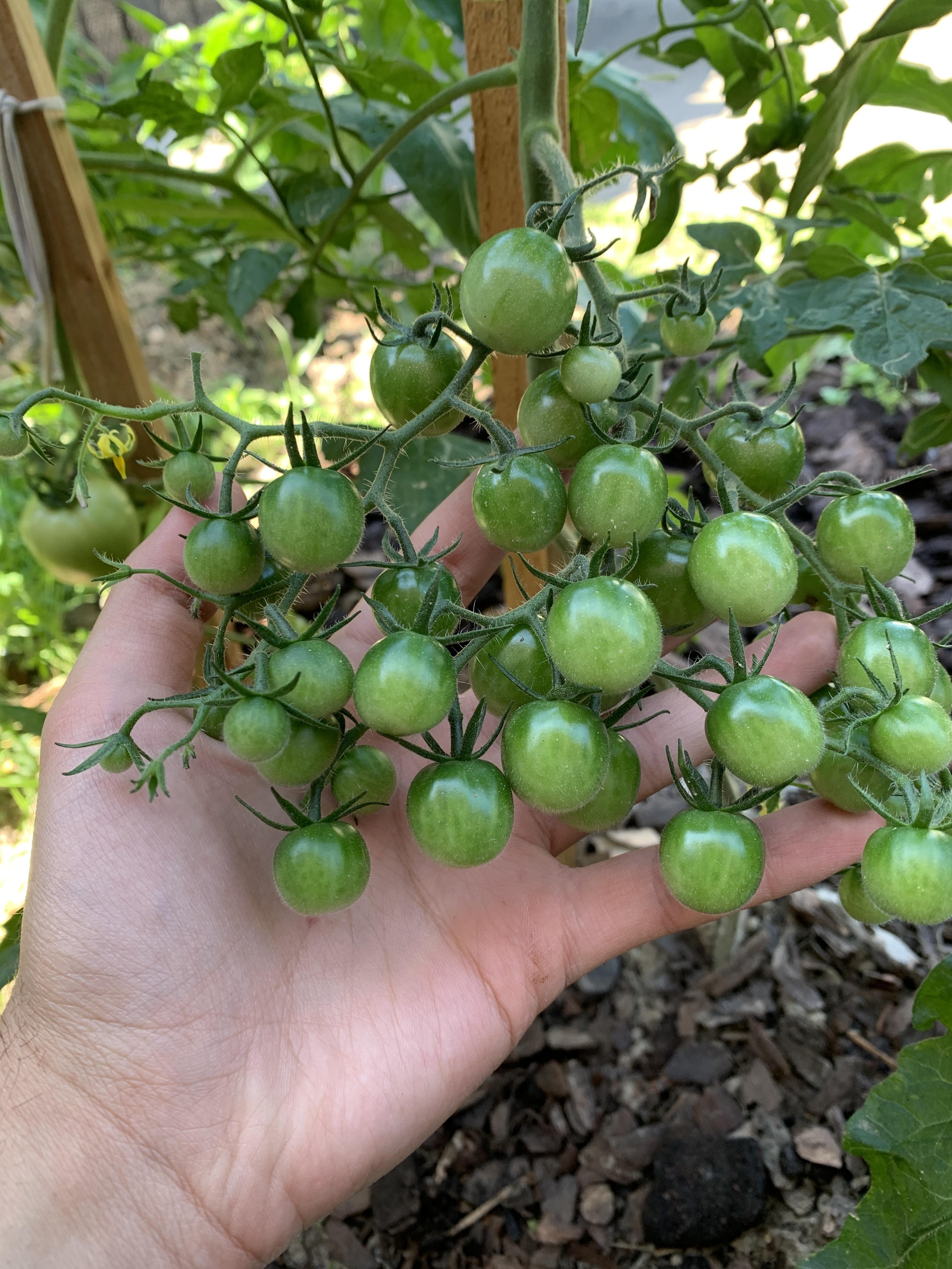 First time growing sweet million cherry tomatoes r/gardening
