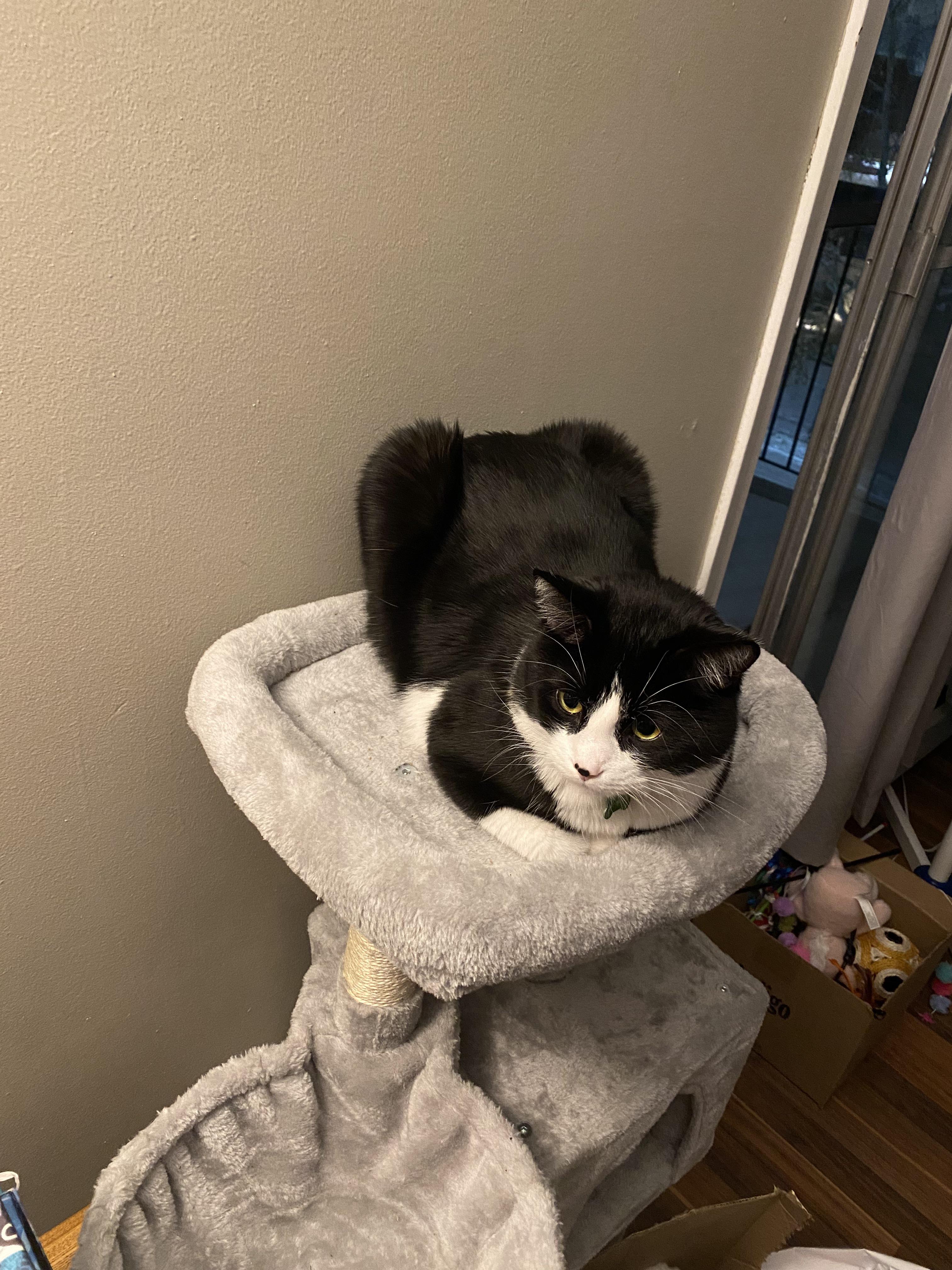 Whats this position called? I call it the turkey, pls comment pics of your turkey cats! r/cats