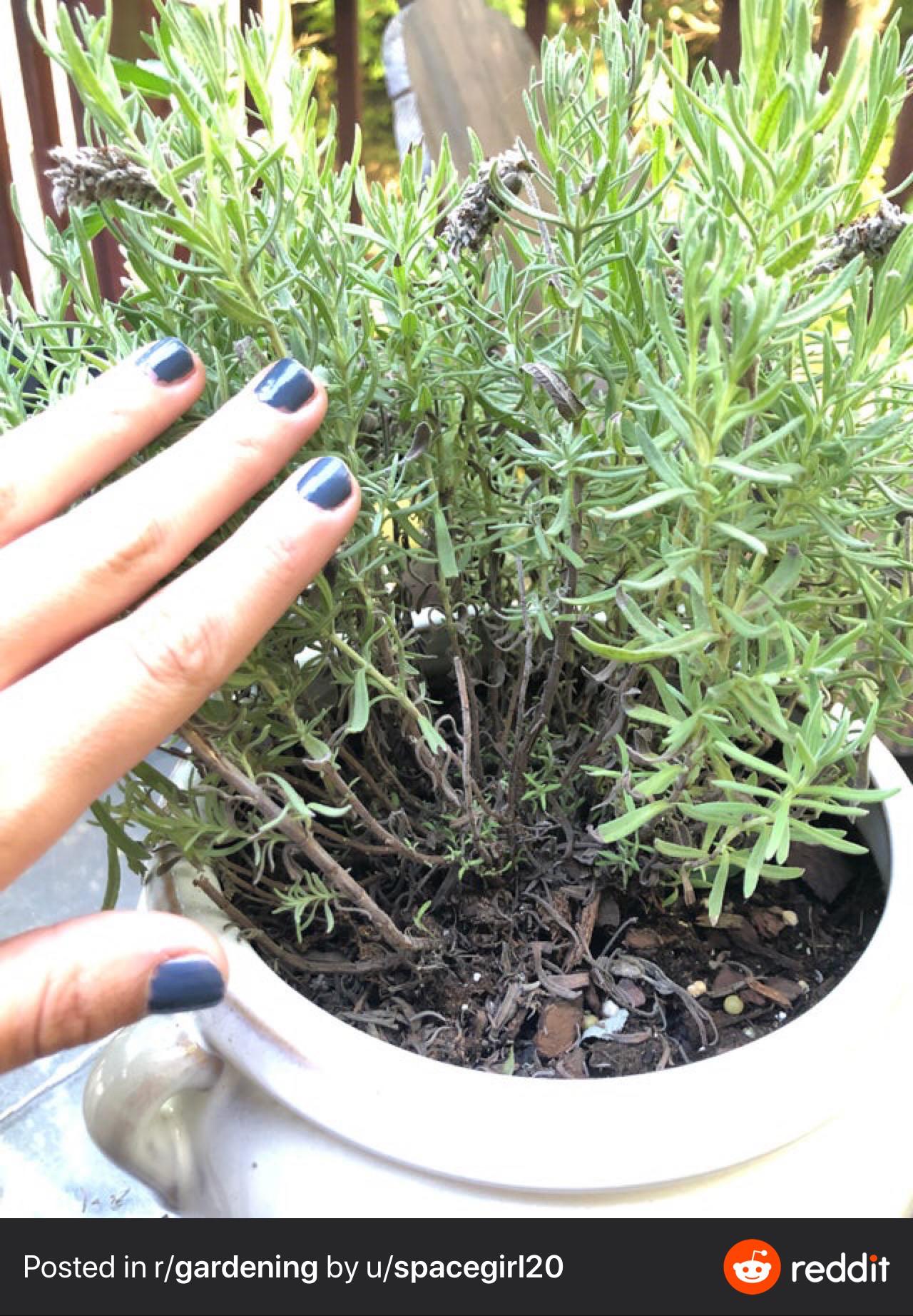 Lavender plant has dry, brown stems on its bottom half. There is still new growth, as you can