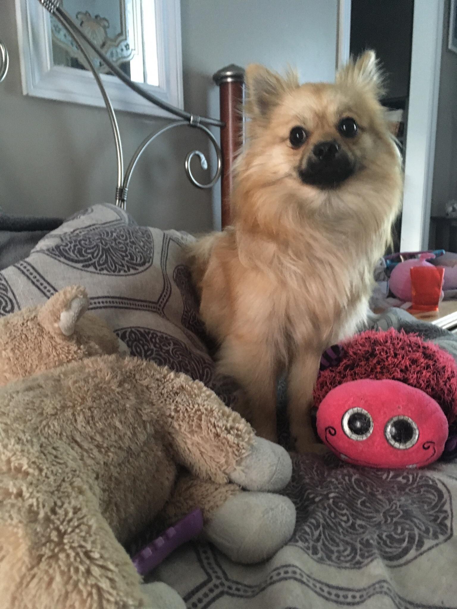 Good pupper. Bringing me her toys when I was sick in bed. r/Awww