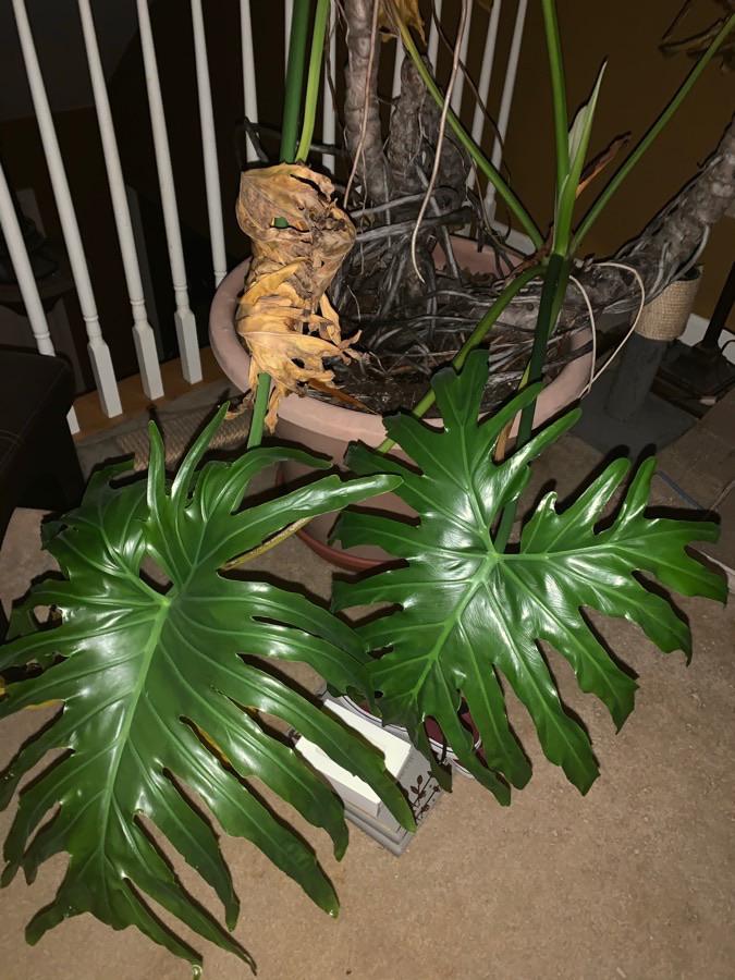How to propagate a Philodendron bipinnatifidum? proplifting